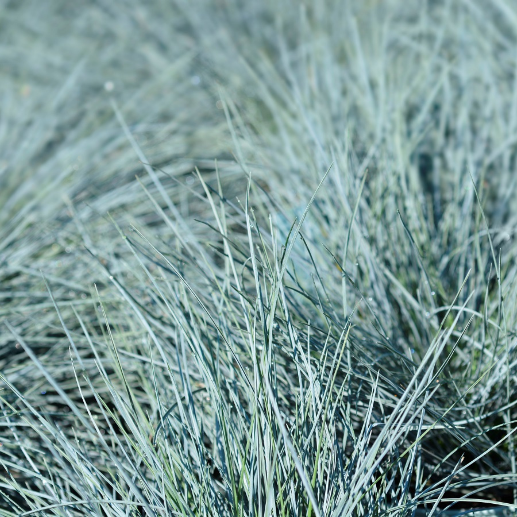 Blue Fescue - Festuca glauca