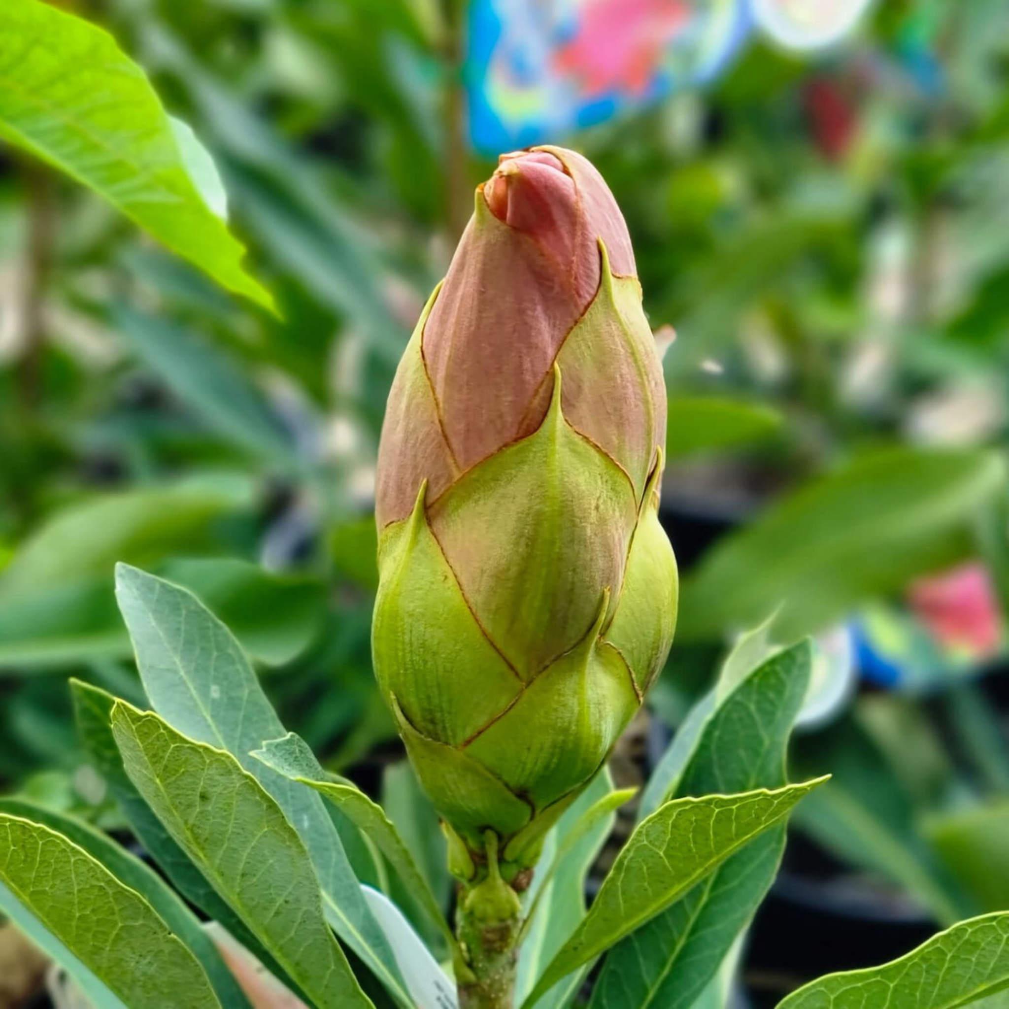Waratah Gembrook - Telopea hybrida Gembrook