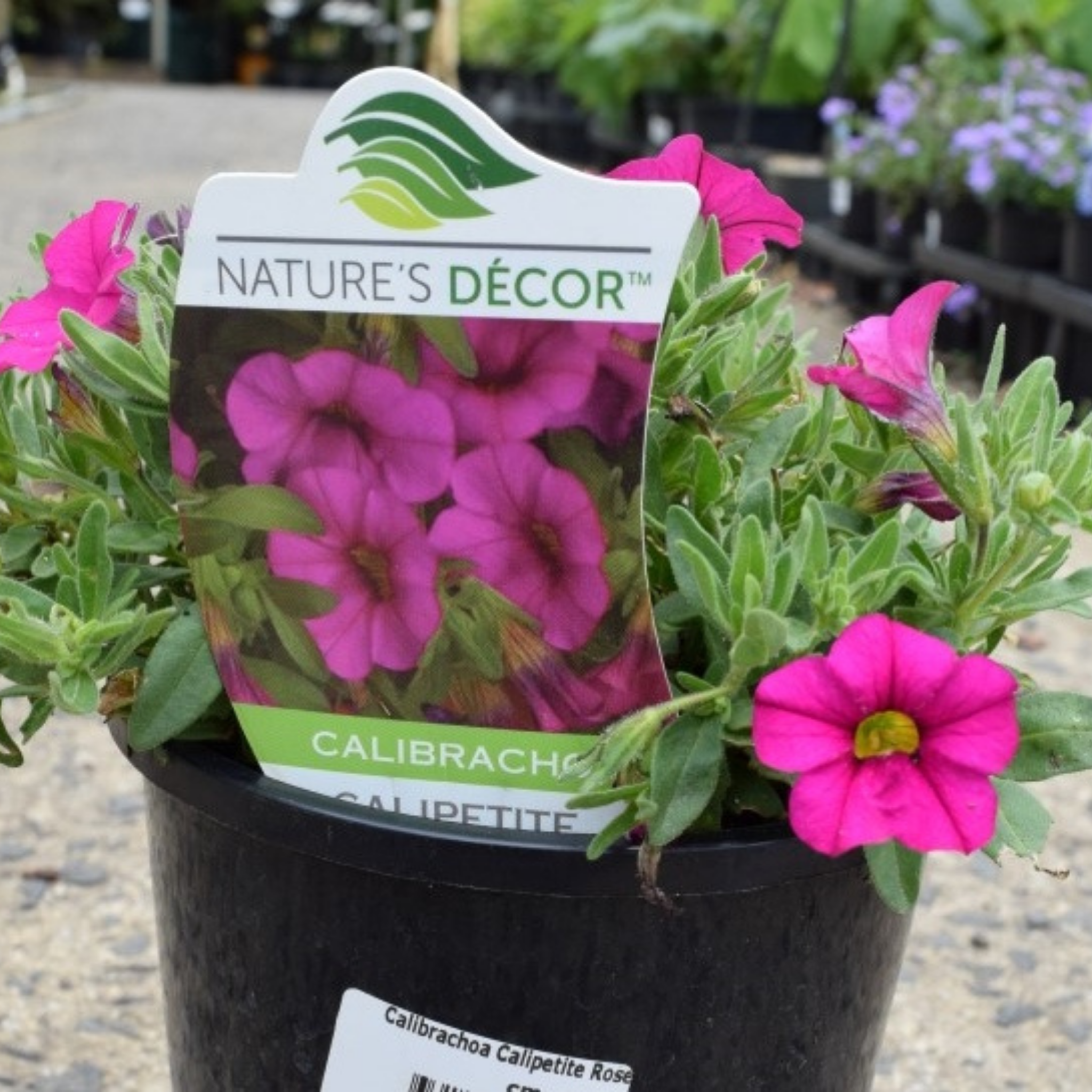 Mini Petunia Calipetite Rose  - Calibrachoa hybrida Calipetite Rose