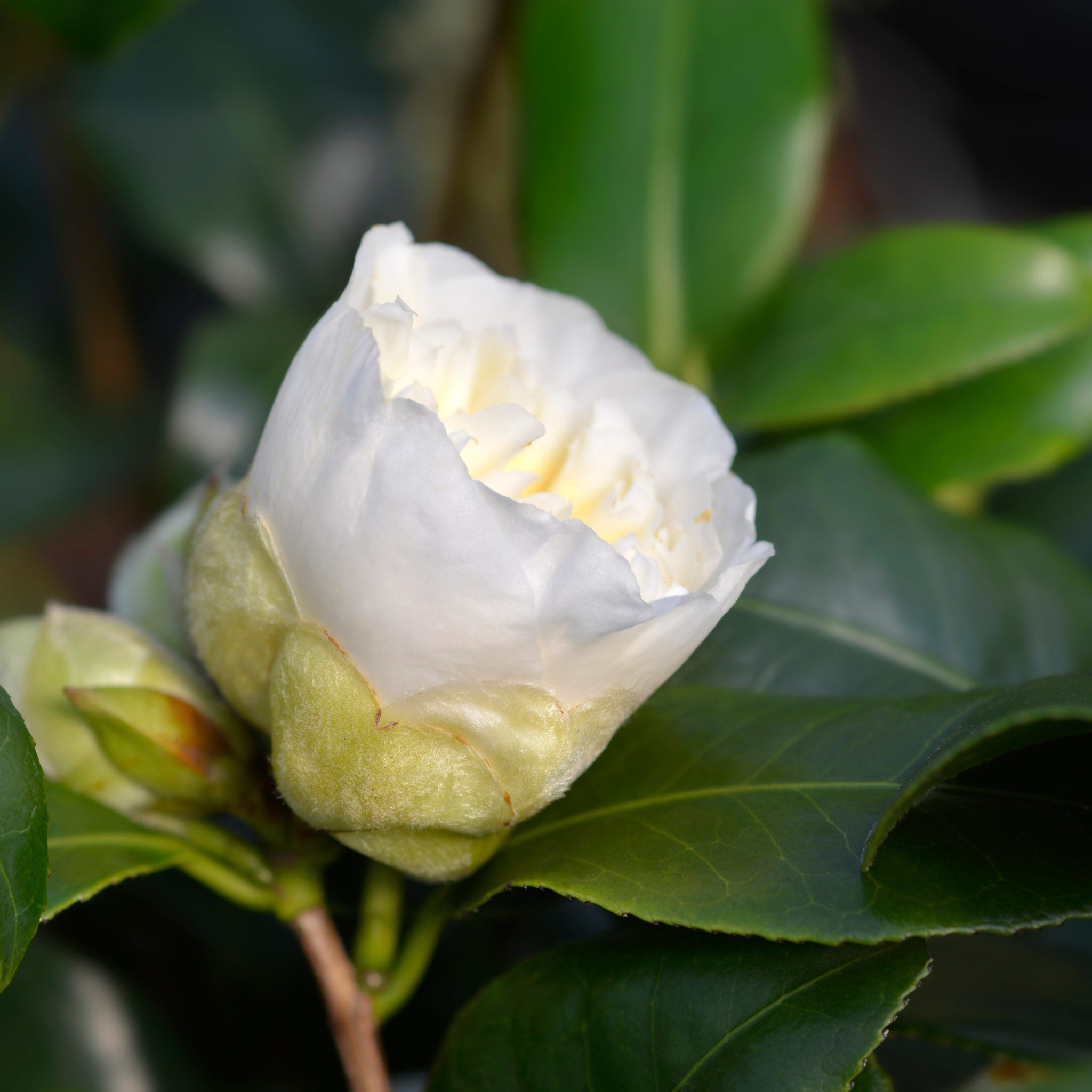 Camellia japonica Brushfields Yellow