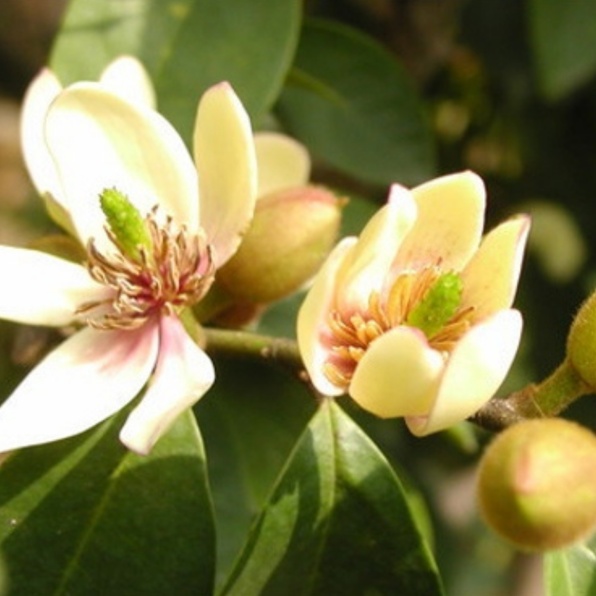 Port Wine Magnolia - Magnolia Michelia figo