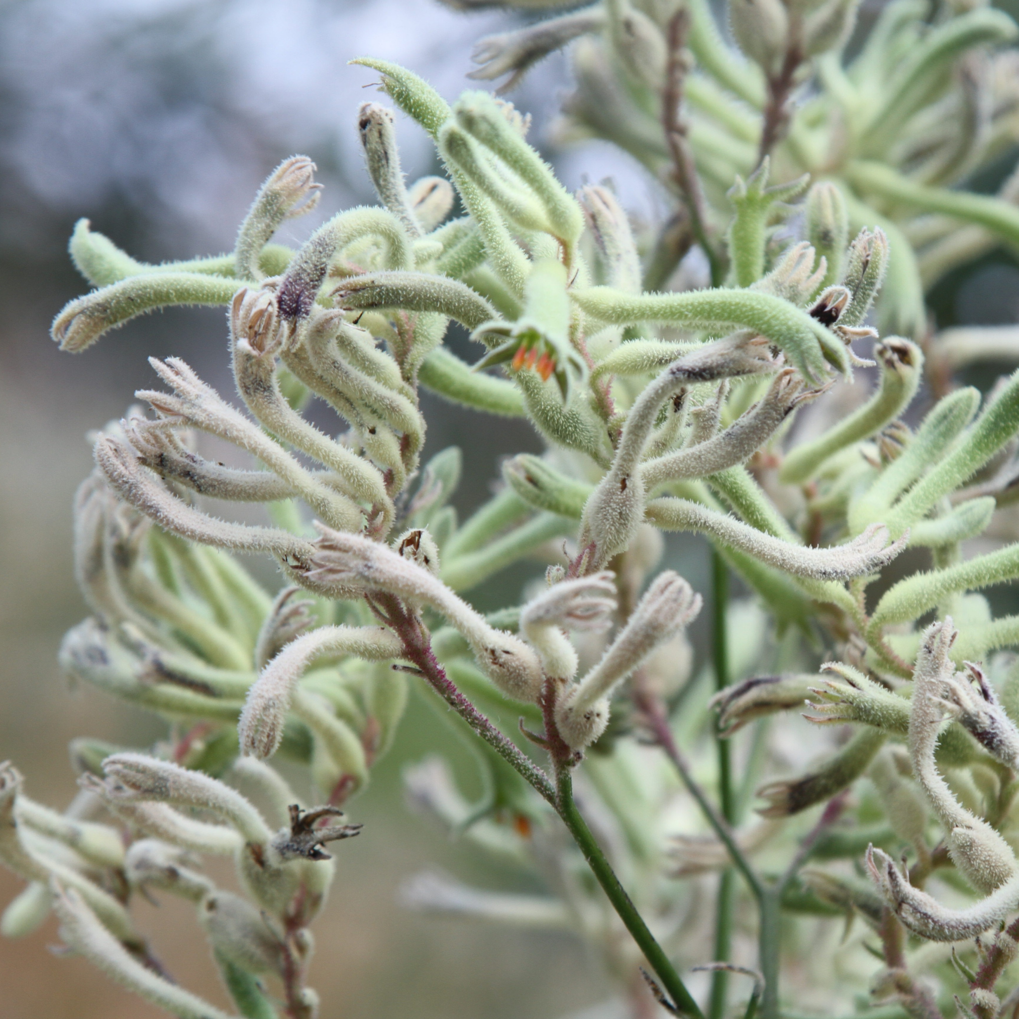 White Kangaroo Paw ‘Bush Diamond’ - Anigozanthos hybrida