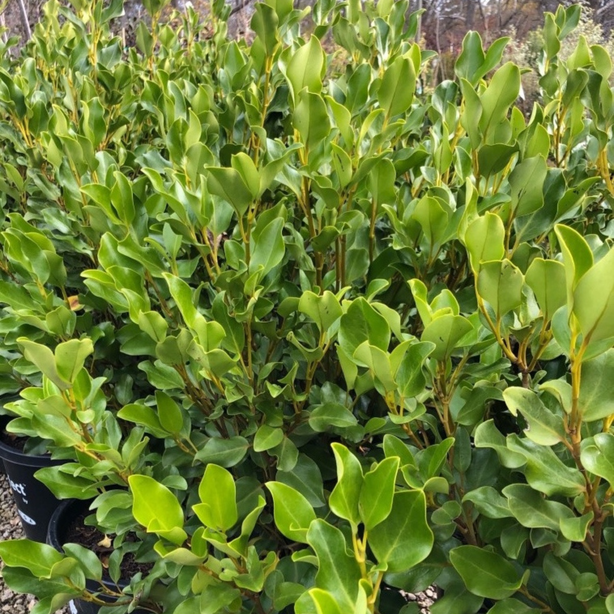 New Zealand Broadleaf Mint - Griselinia littoralis