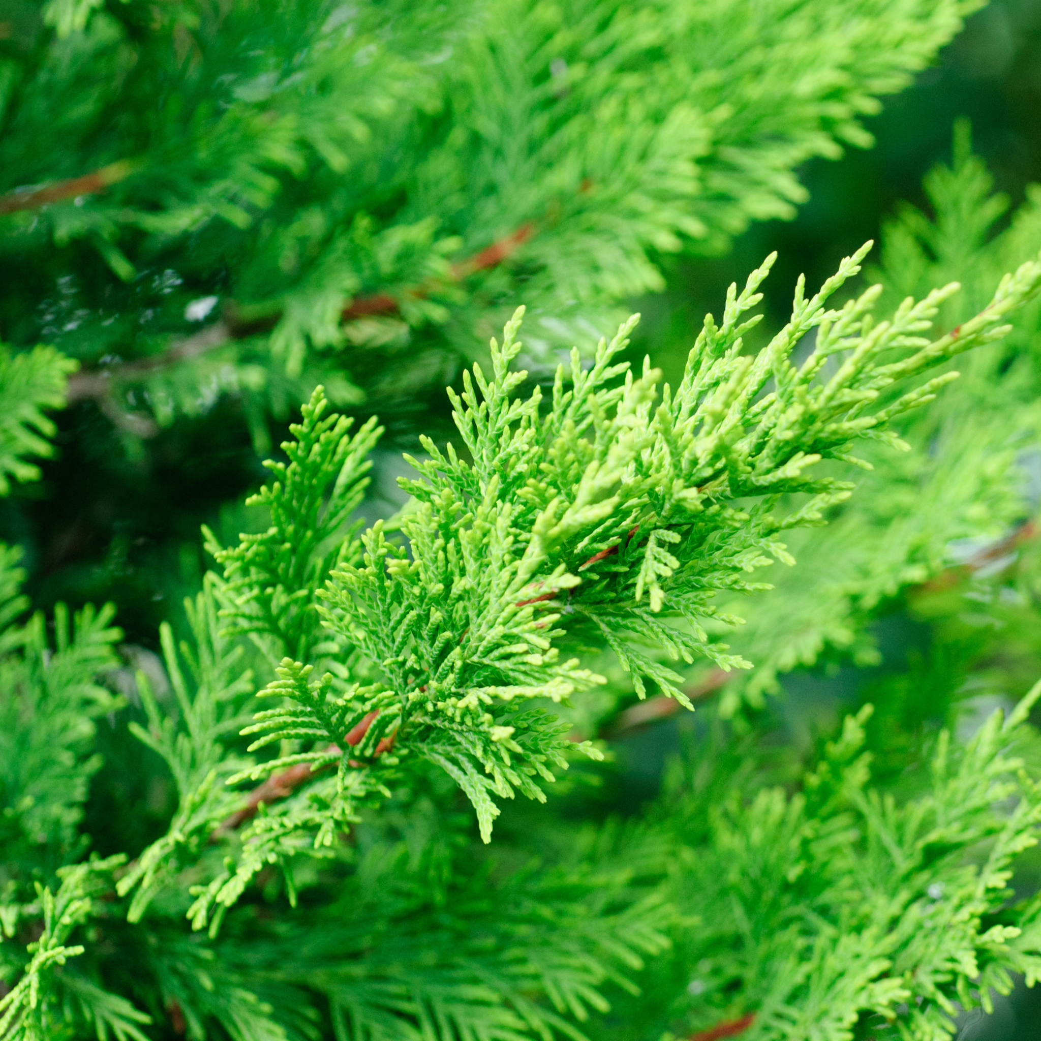 Cupressocyparis leylandii Madeline - Bettergreen Cypress