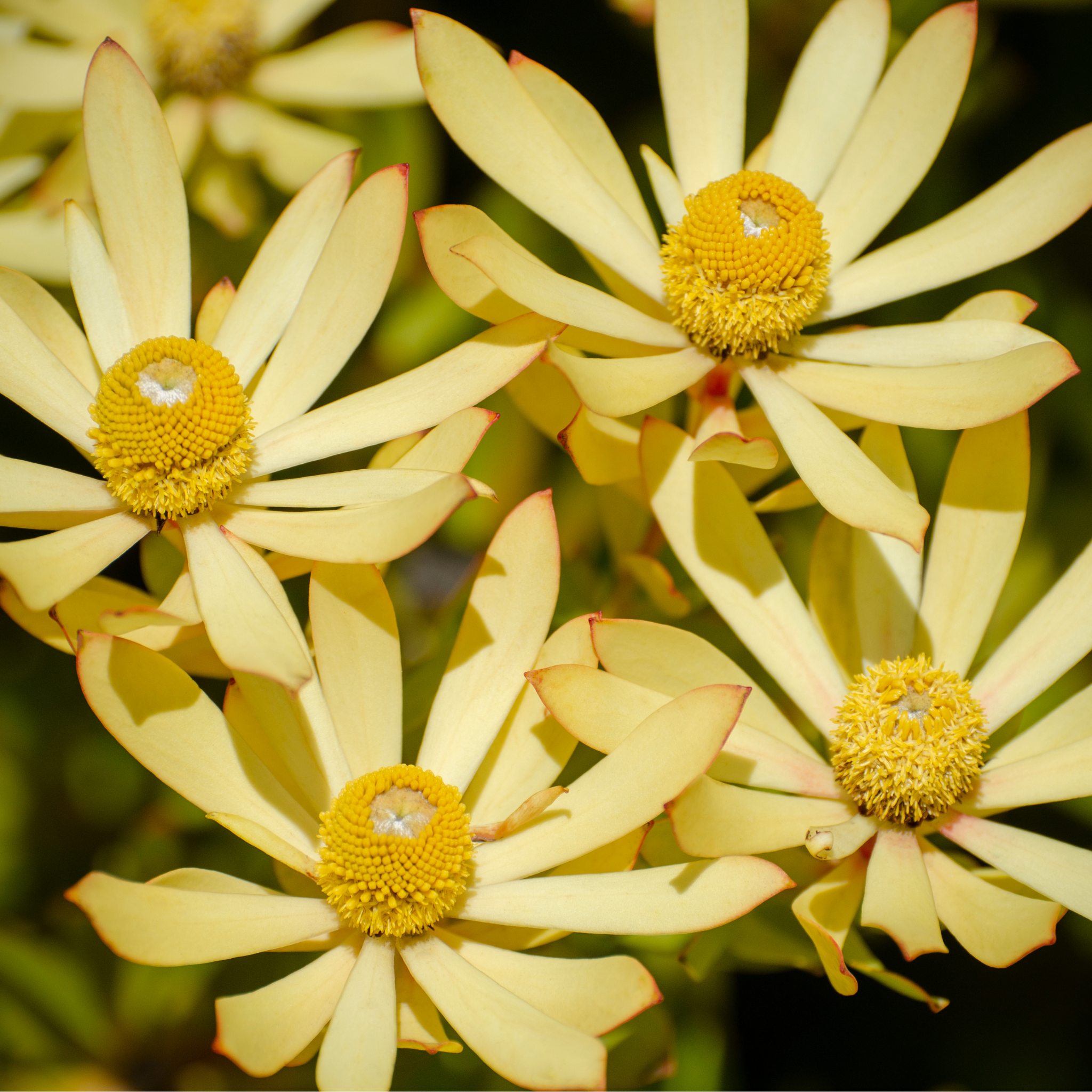Conebush Fireglow - Leucadendron salignum Fireglow