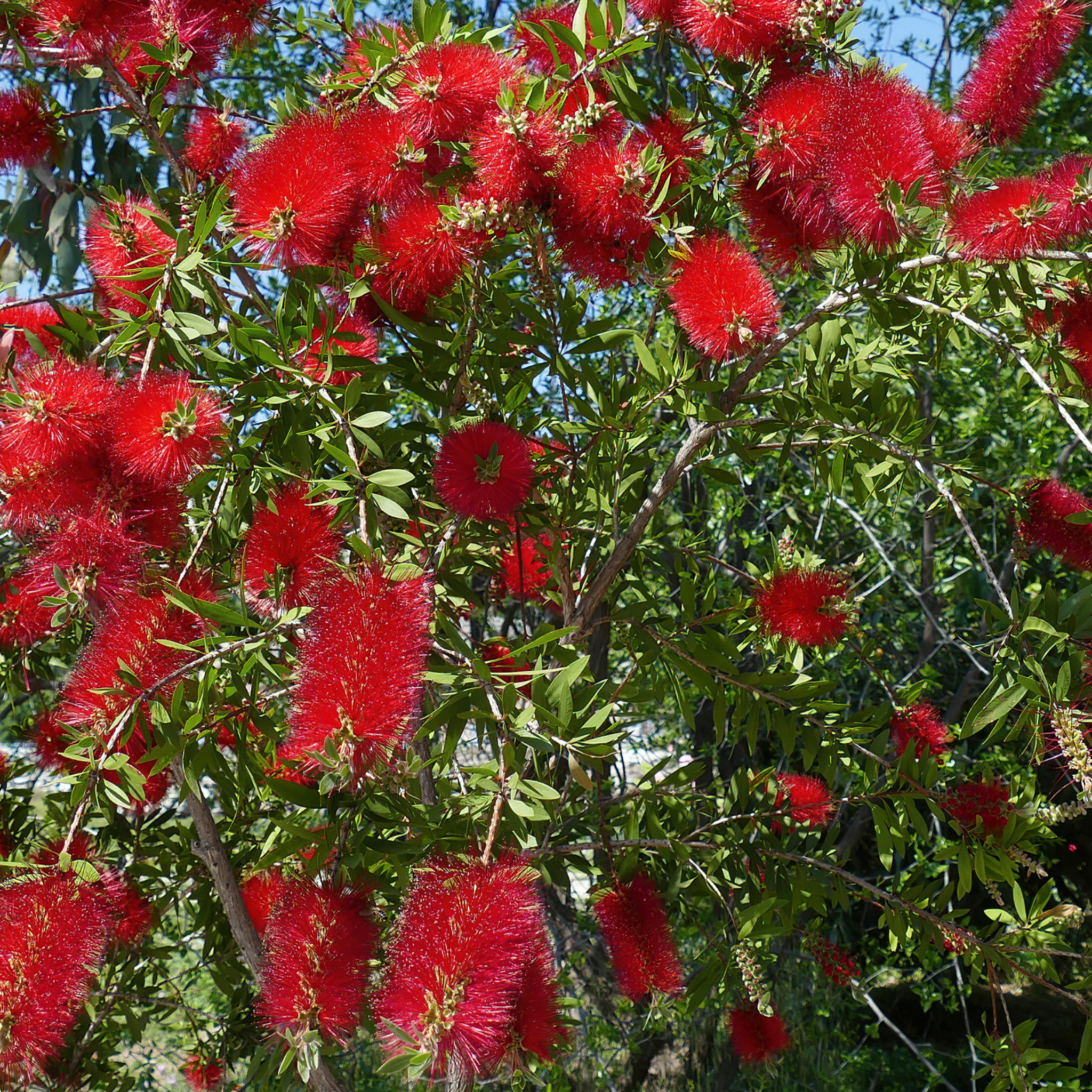 Crimson Bottlebrush - Callistemon citrinus 'Endeavour'