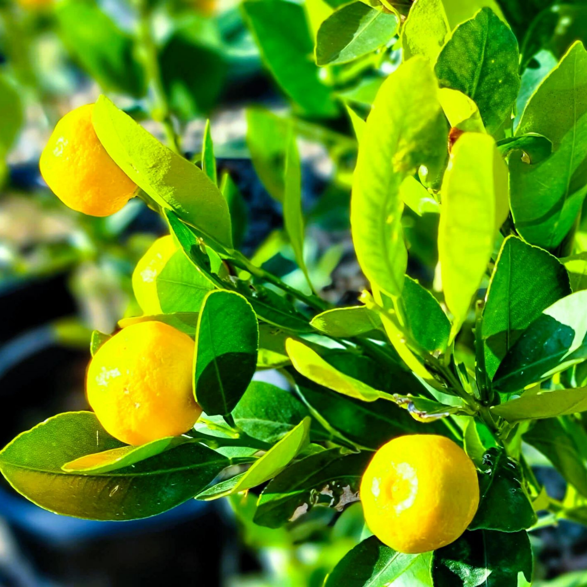 Australian Cumquat - Fortunella japonica Calamondin