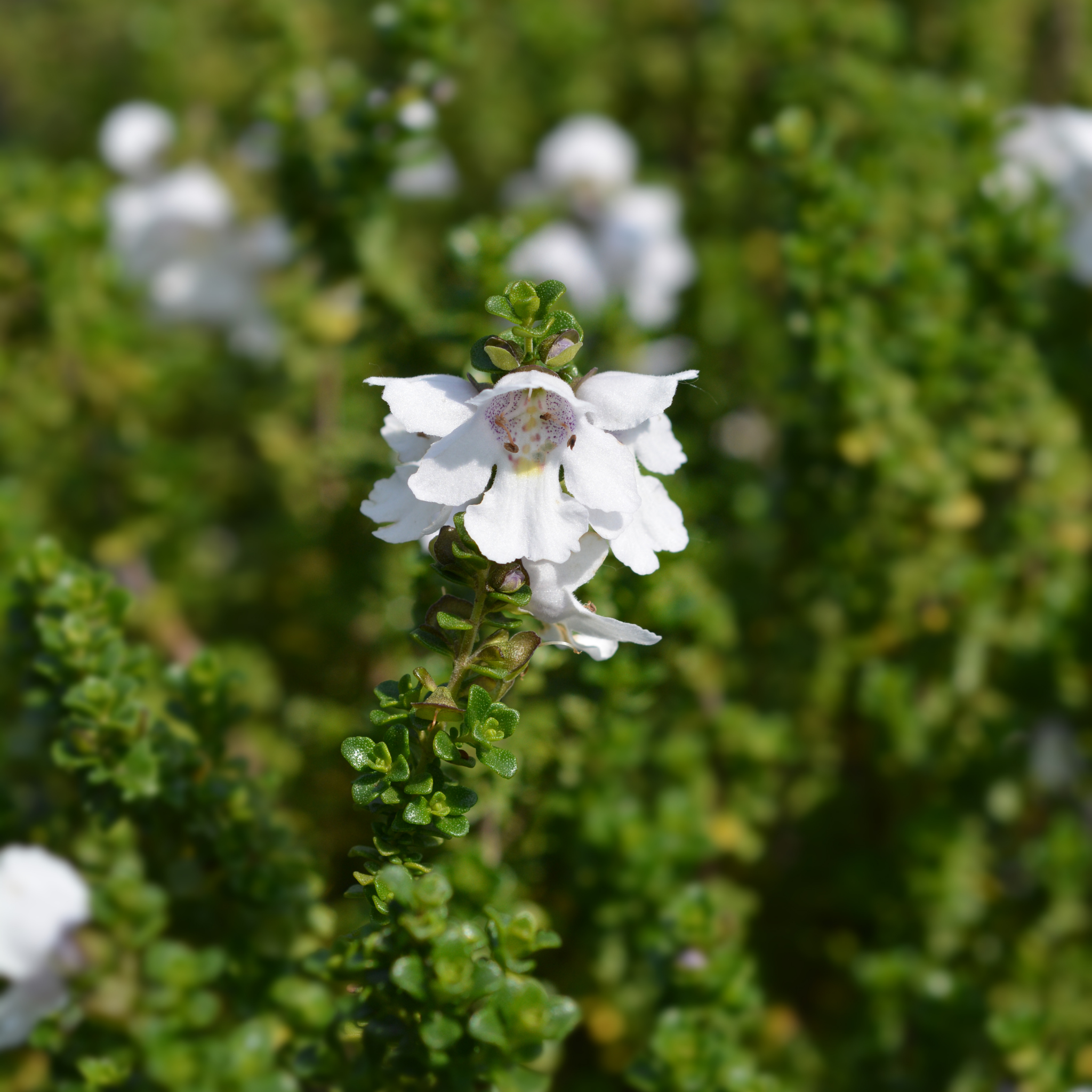 Cool Mint Alpine Mint Bush - Prostanthera cuneata Cool Mint