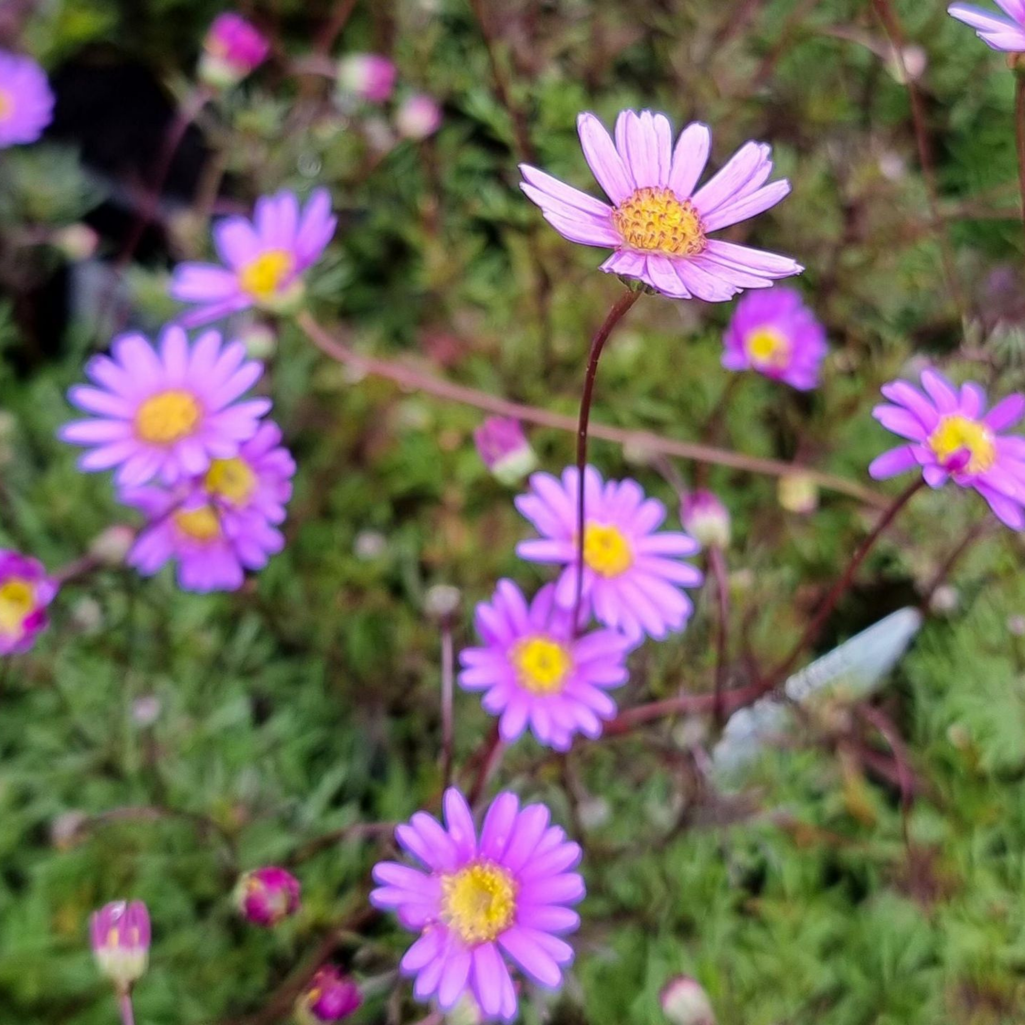 Cut Leaf Daisy Break O Day - Brachyscome multifida Break O Day