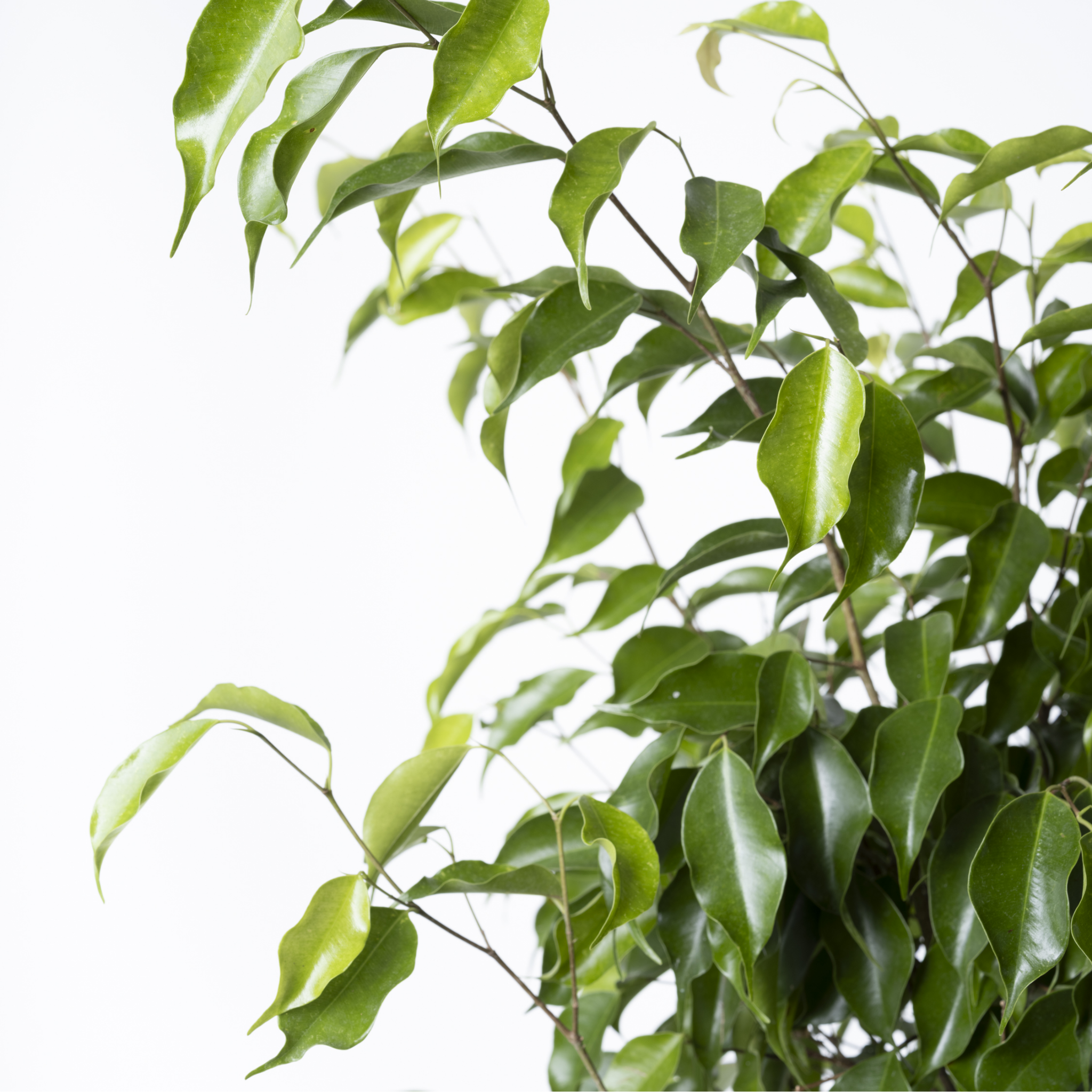 Weeping Benjamin Fig - Ficus Benjamina