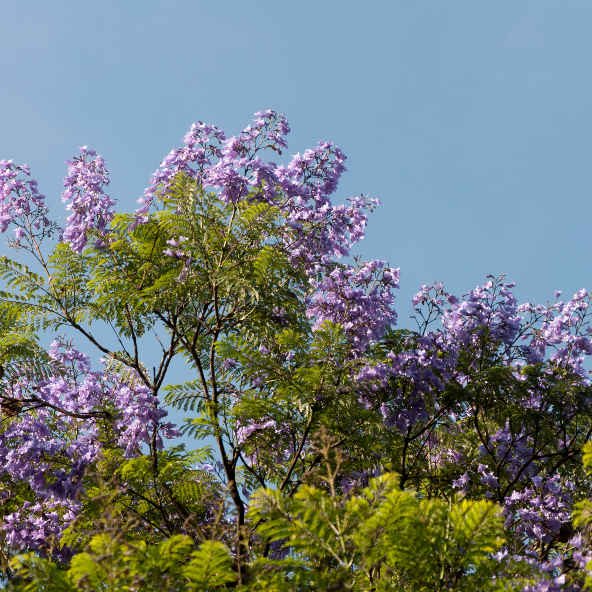 Blue Jacaranda - Jacaranda mimosifolia