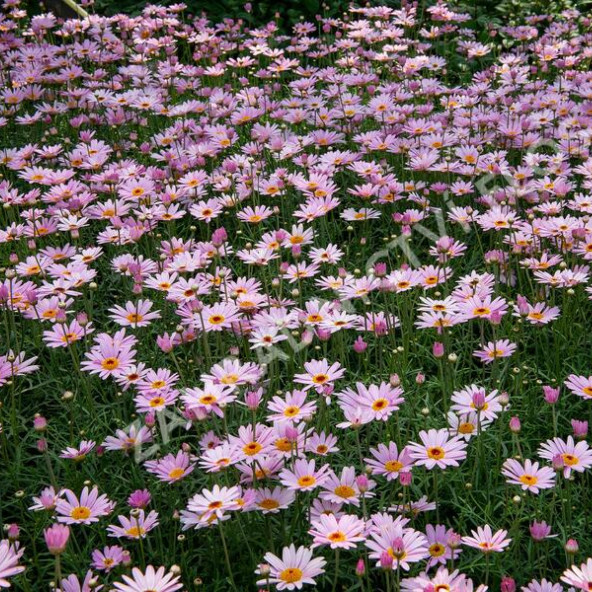 Field of pink and white flowers with green leaves