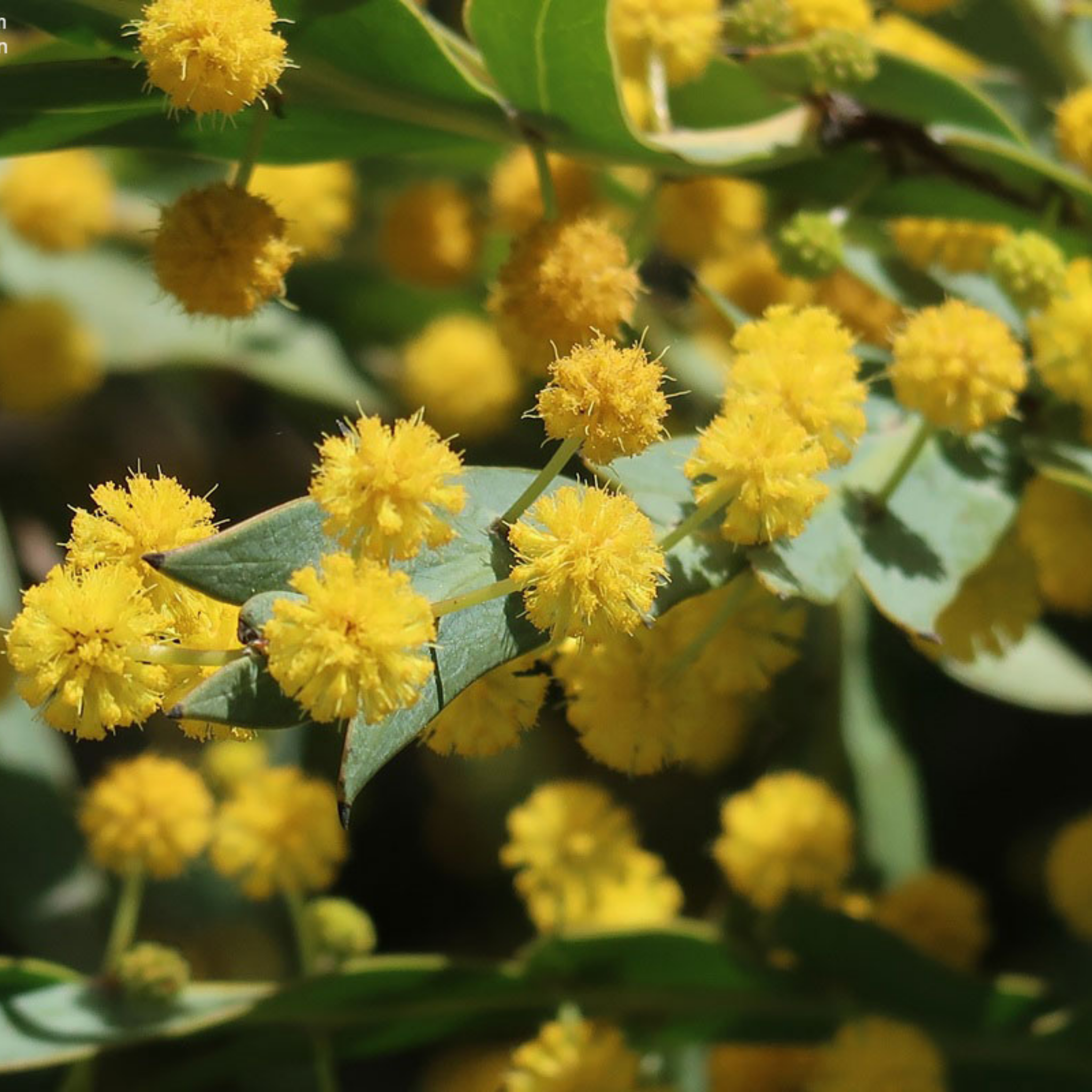 Close-up of yellow flowers with green leaves