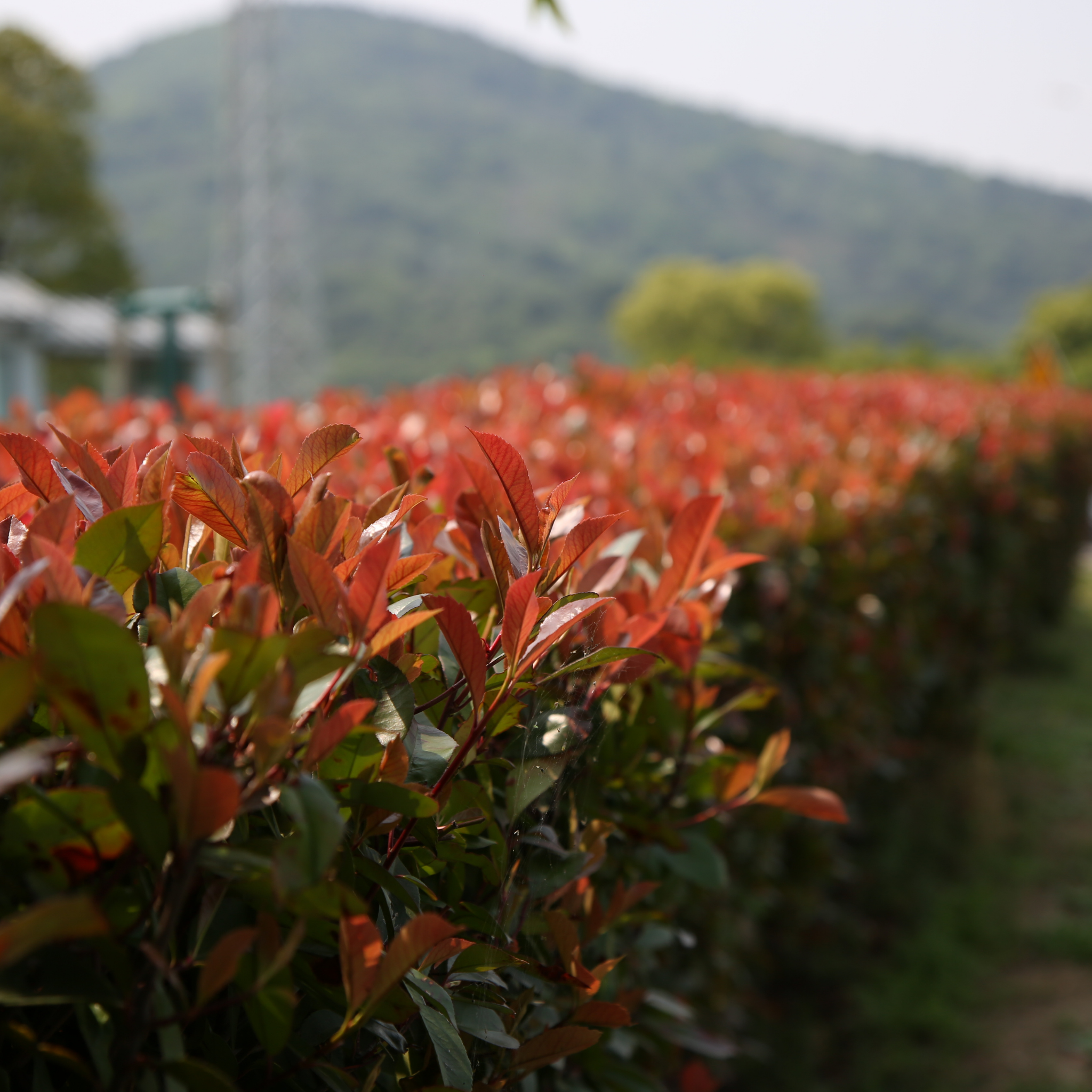 Red Leaved Photinia Robusta - Photinia fraseri Robusta