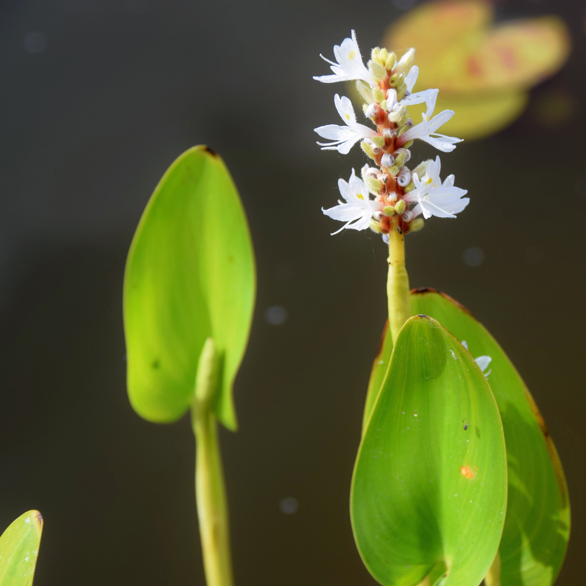 White Pickerel Weed - Pontederia cordata Alba