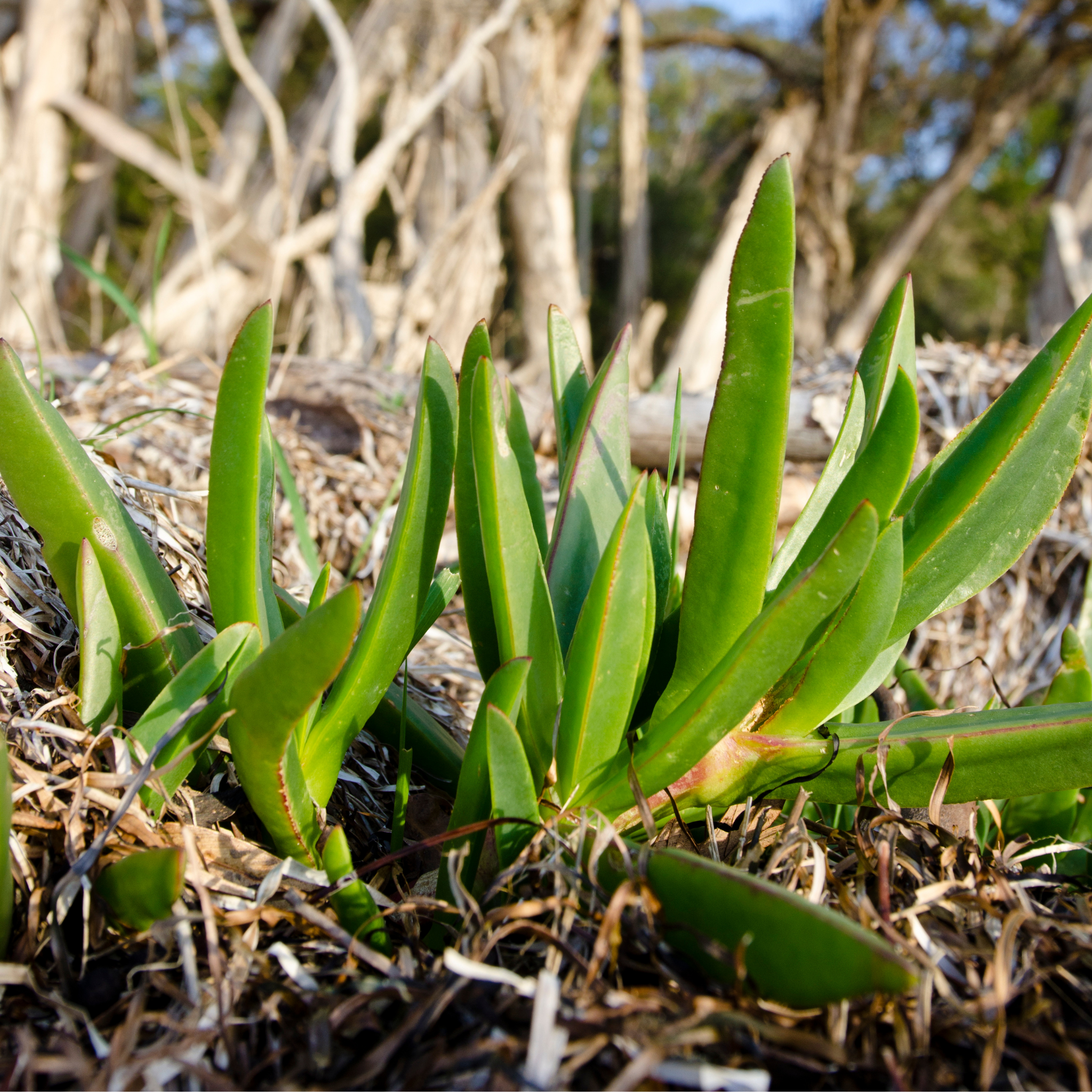 Native Pigface - Carpobrotus rossii