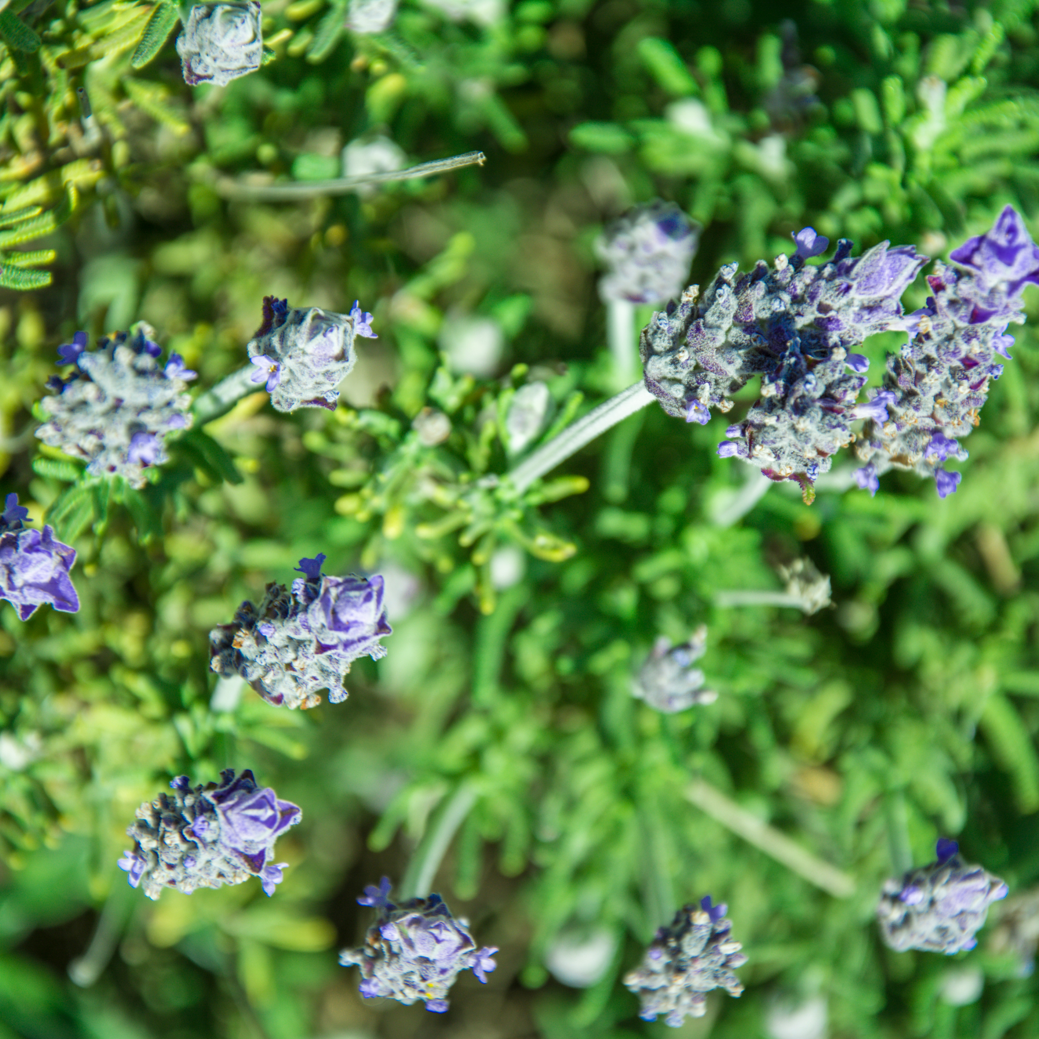 Dwarf French Lavender - Lavandula dentata La Diva Imperial