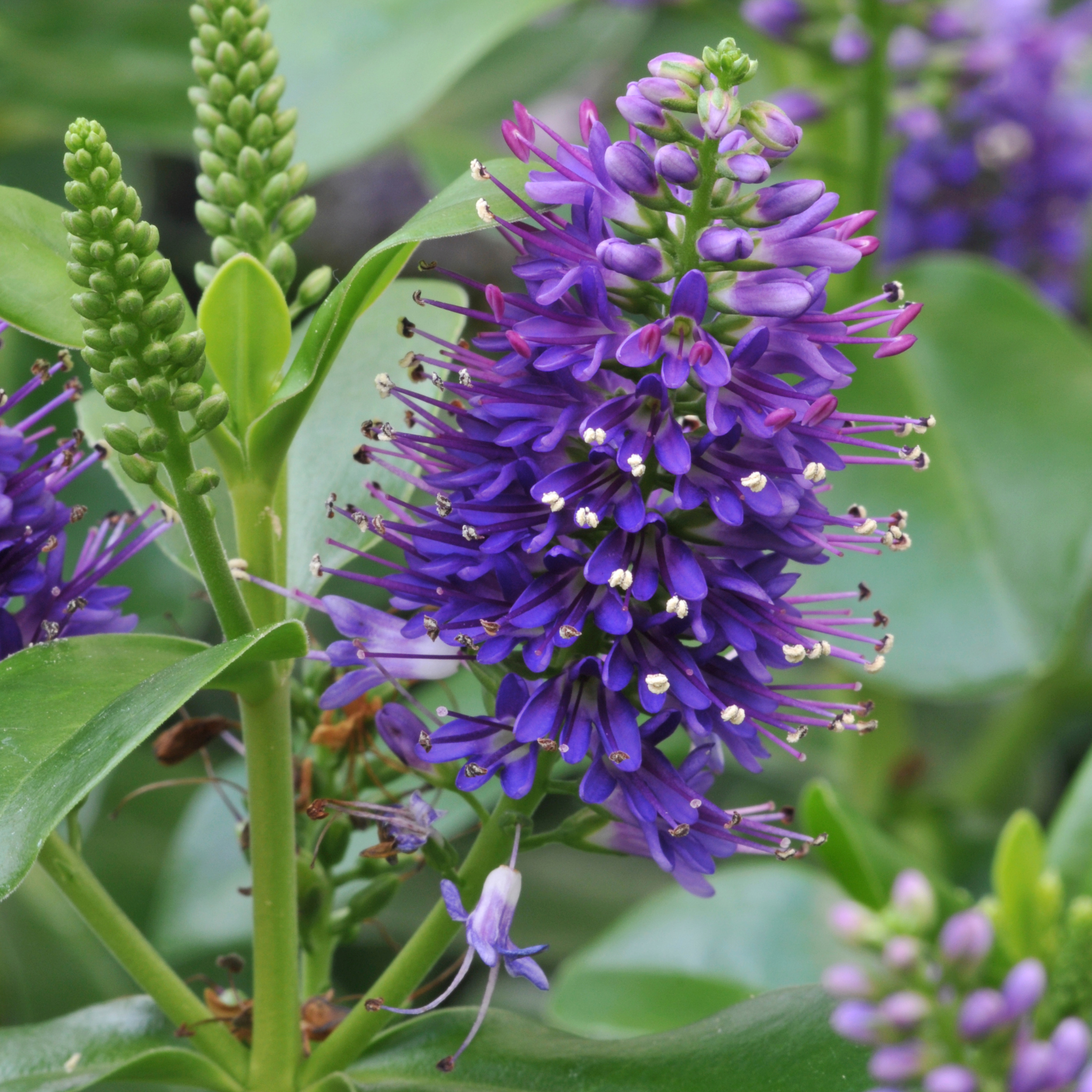 Hebe hybrida Heebie Jeebies