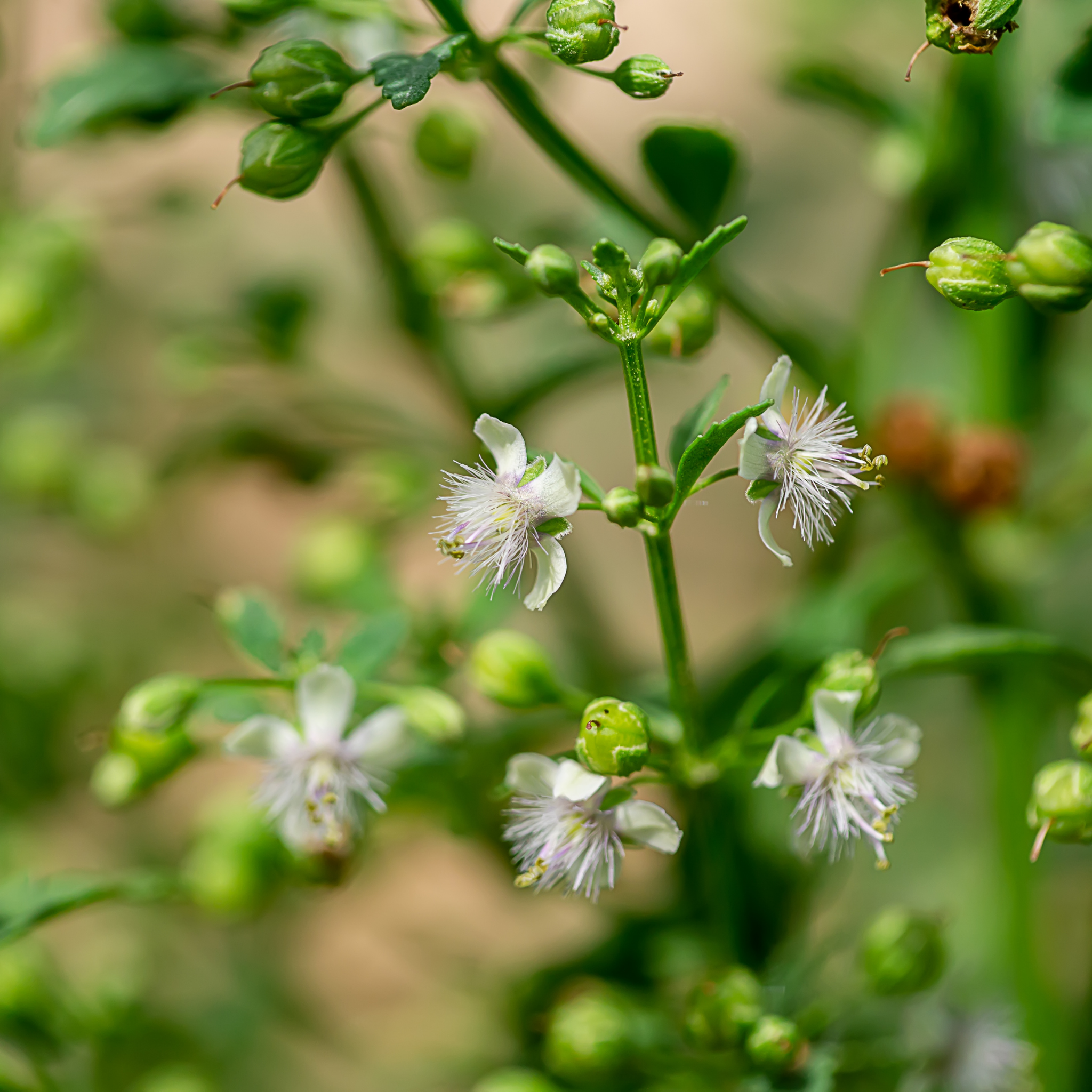 Midyim/Midgen Berry - Austromyrtus dulcis