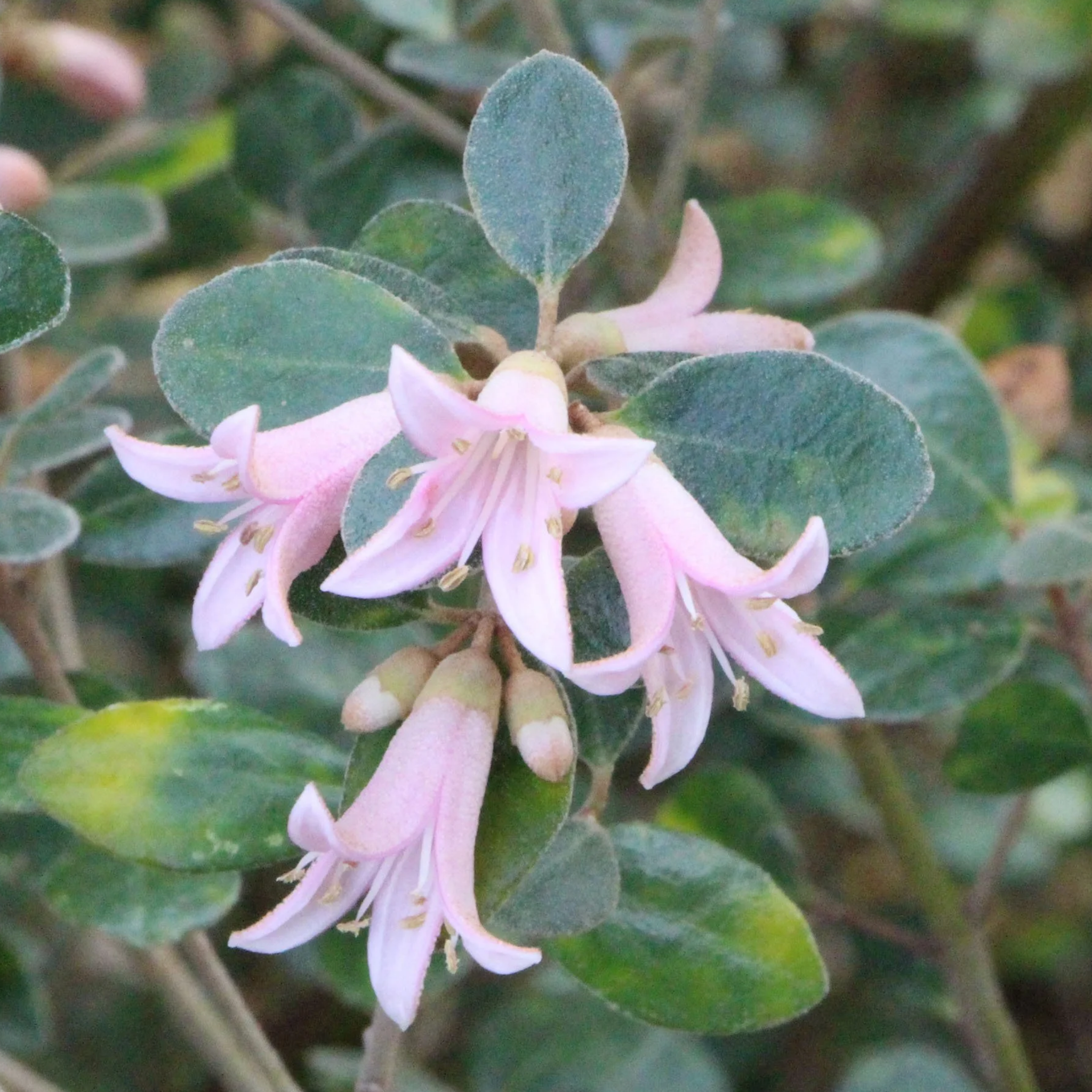 Pink Correa  - Correa alba Coastal Pink