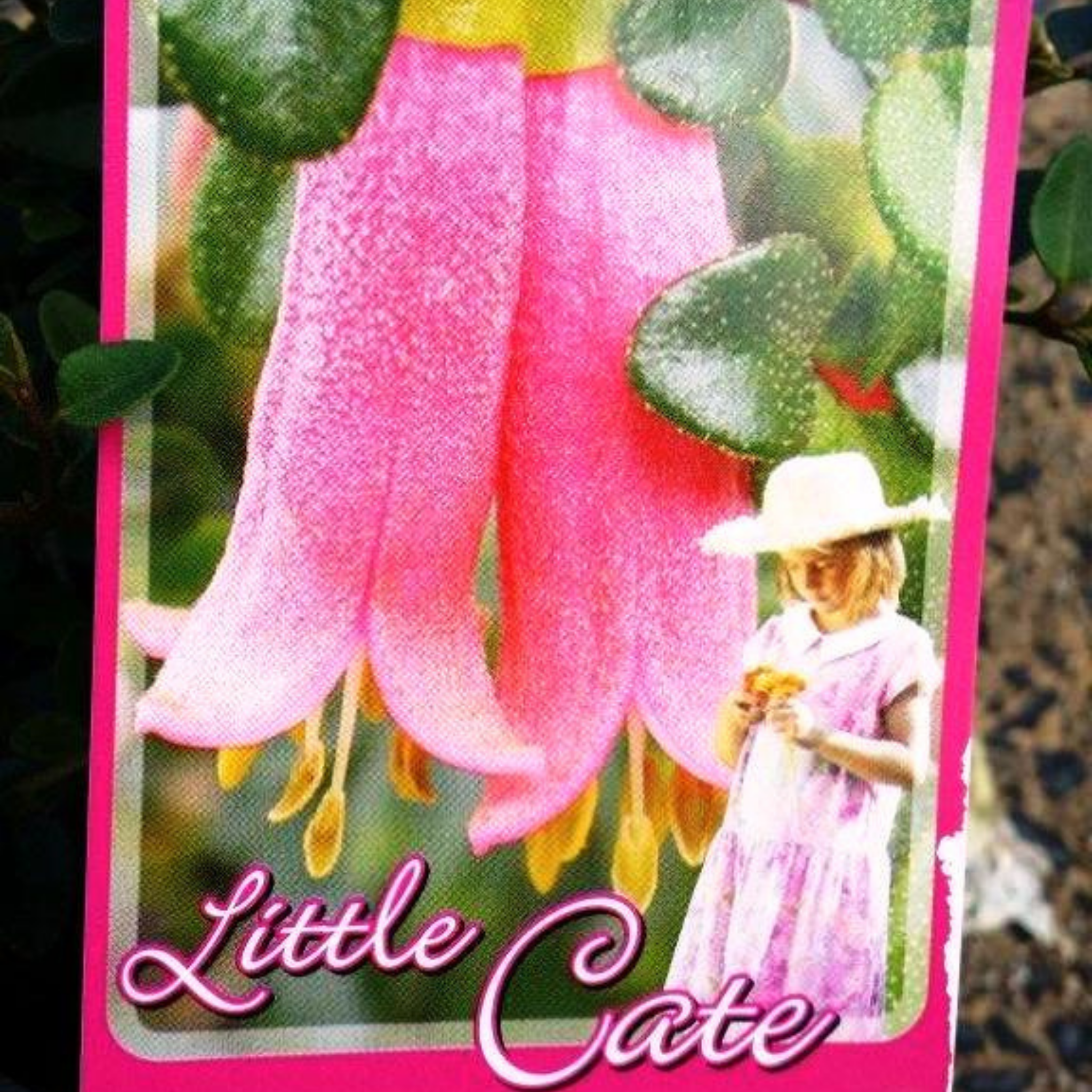 Native Fushsia - Correa pulchella Little Cate