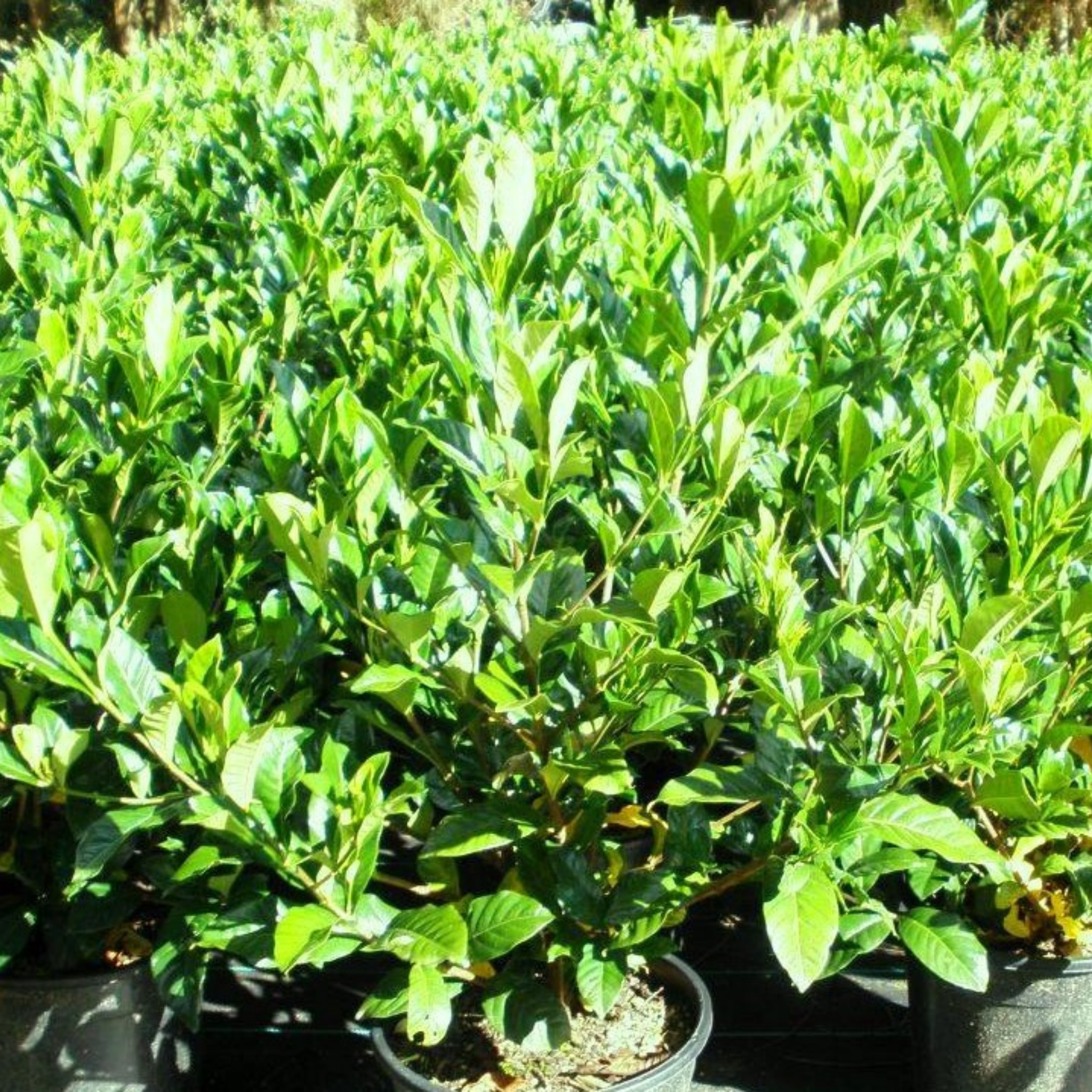 Gardenia augusta 'Magnifica'