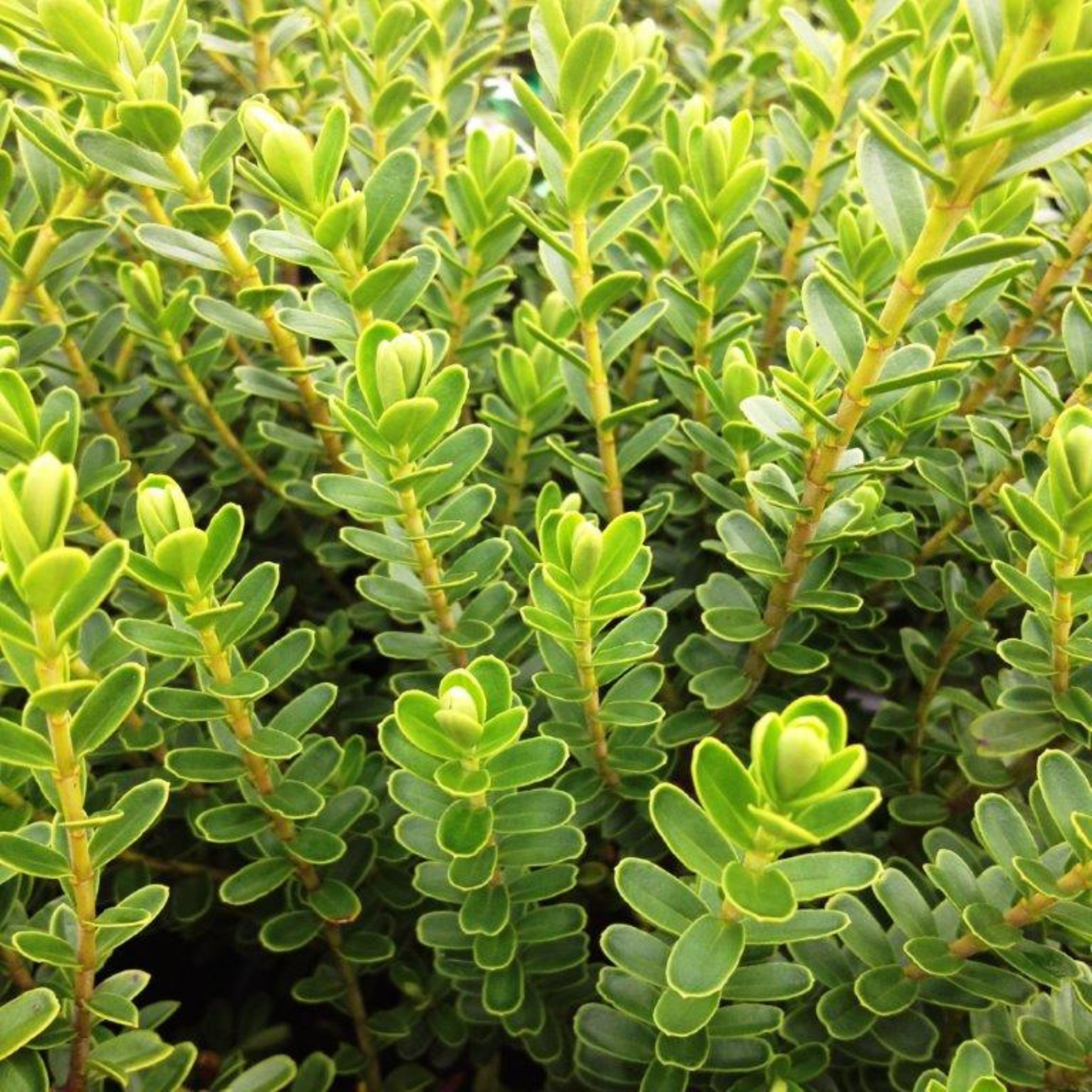 Hebe hybrida Wiri Cloud