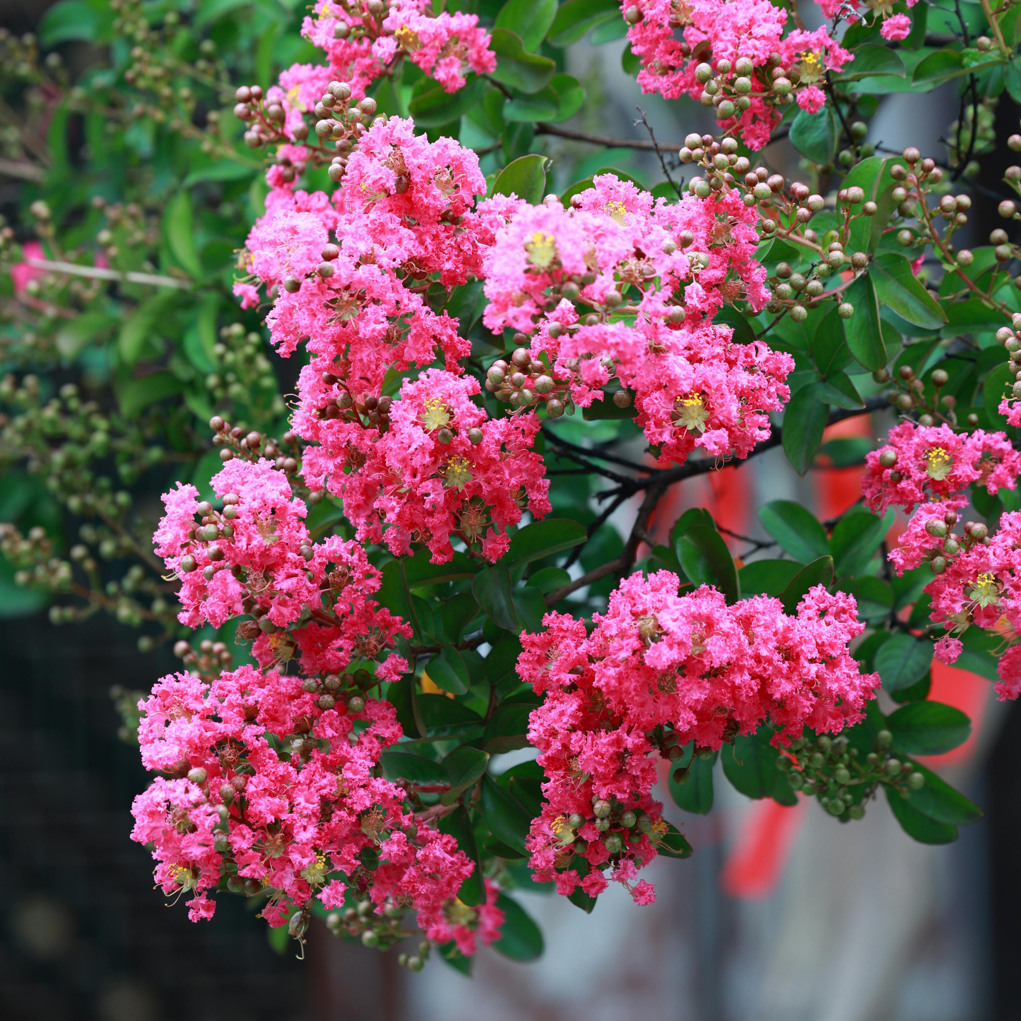 Hot Pink Crepe Myrtle - Lagerstroemia indica fauriei Sioux