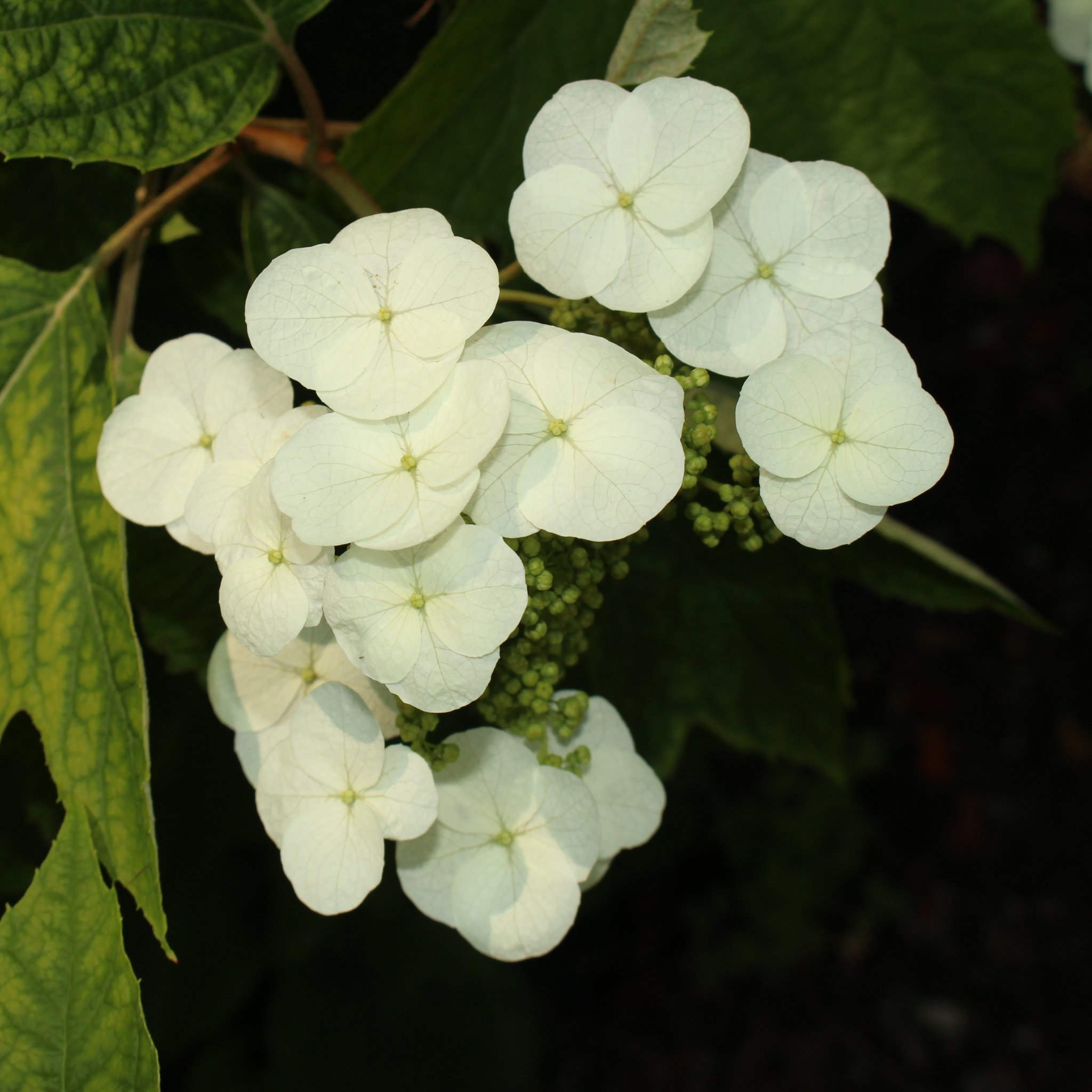 Oakleaf Hydrangea - Hydrangea quercifolia 'Snow Queen'