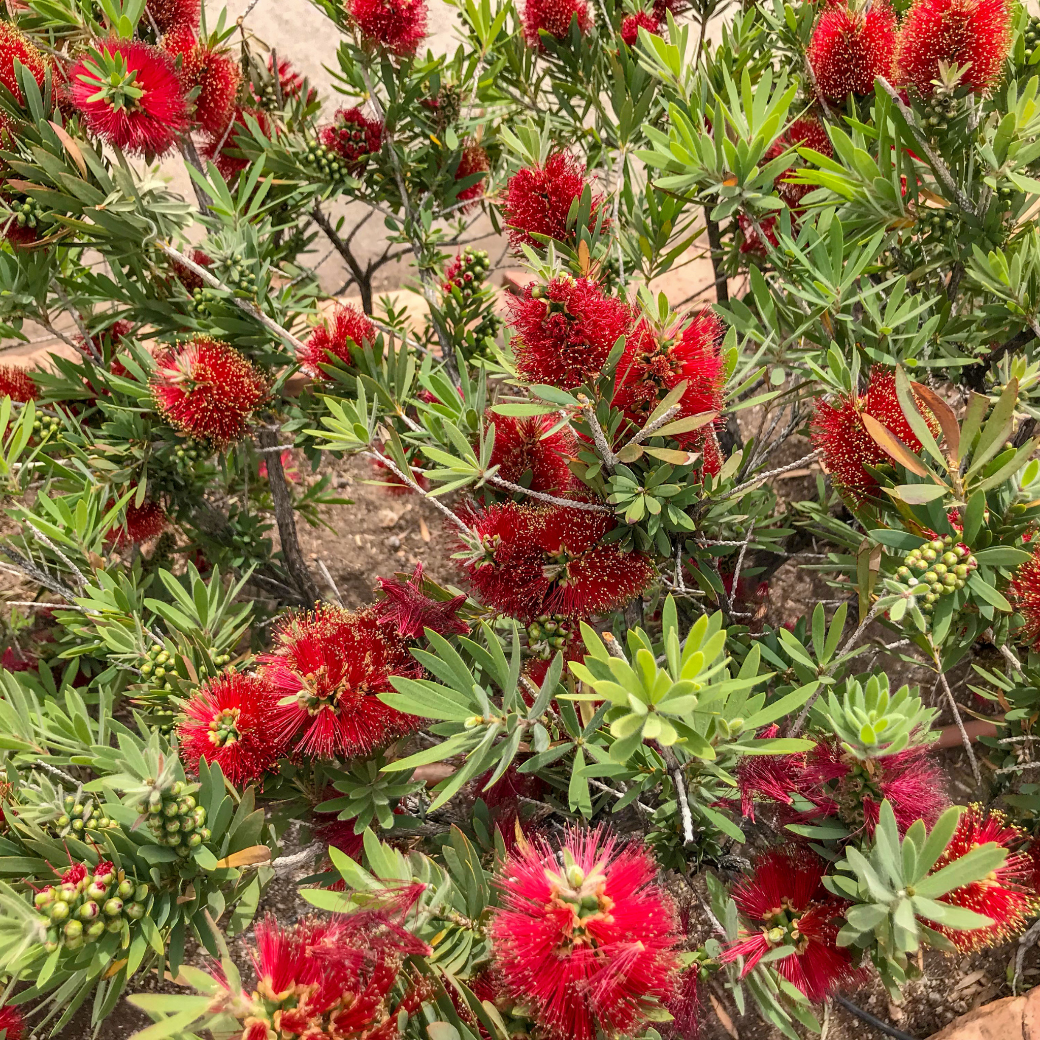 Dwarf Bottlebrush Little John - Callistemon viminalis 'Little John'