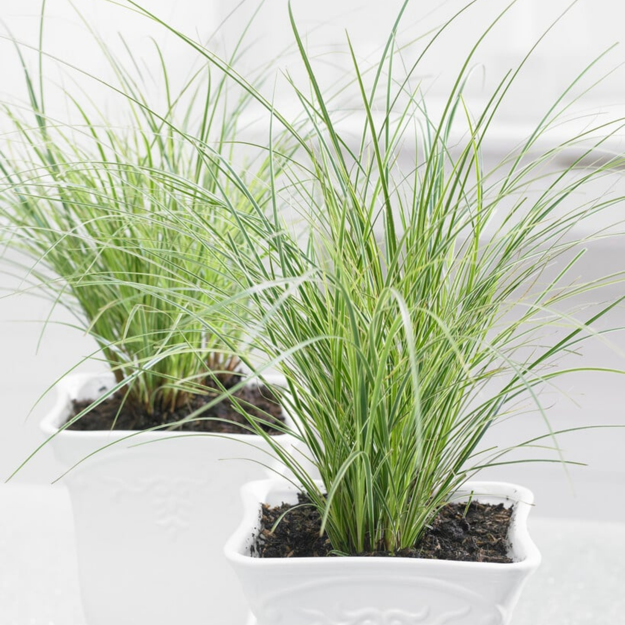 Two small potted plants with long green leaves on a white background