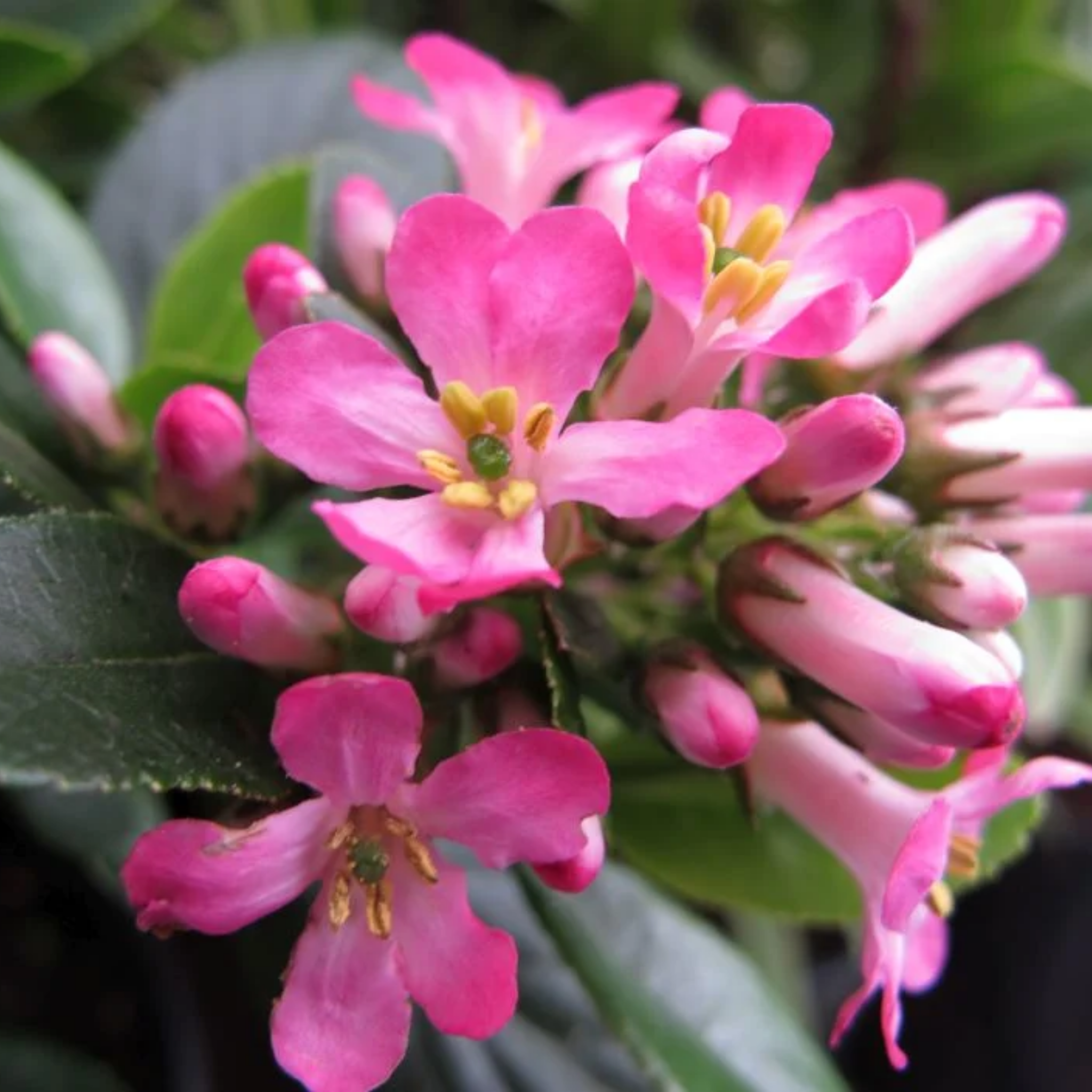 Escallonia laevis 'Pink Elle' PBR