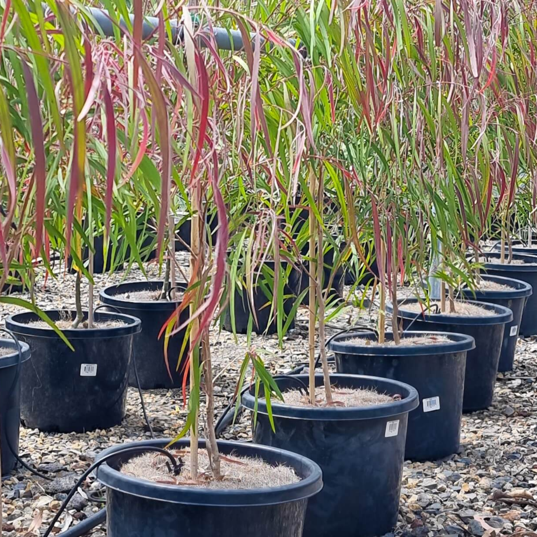 Row of potted plants with red and green leaves in a nursery setting
