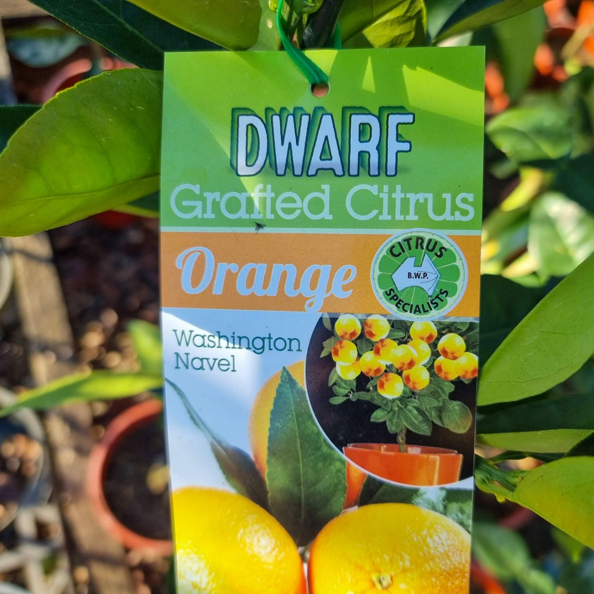 Dwarf Orange Tree (Washington Navel) - Citrus sinensis Washington Navel Dwarf