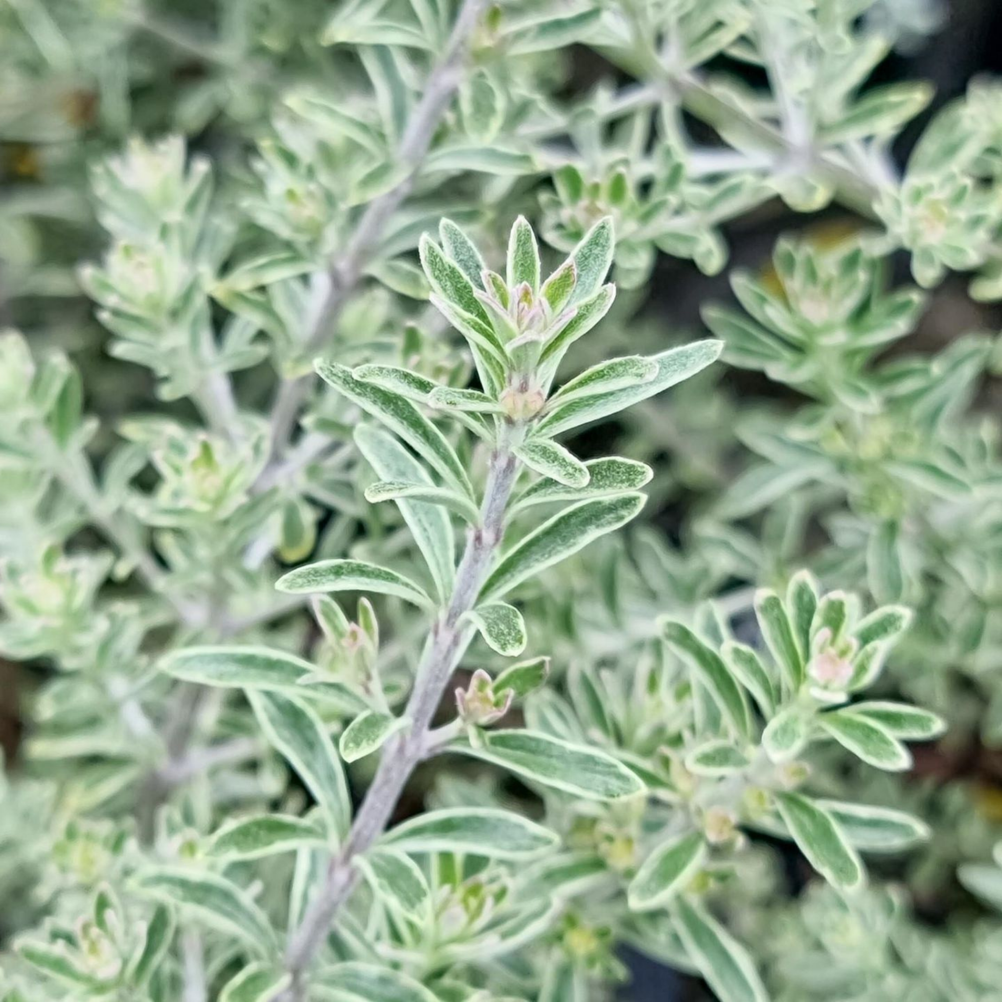 Coastal Rosemary Smokey - Westringia fruticosa Smokey