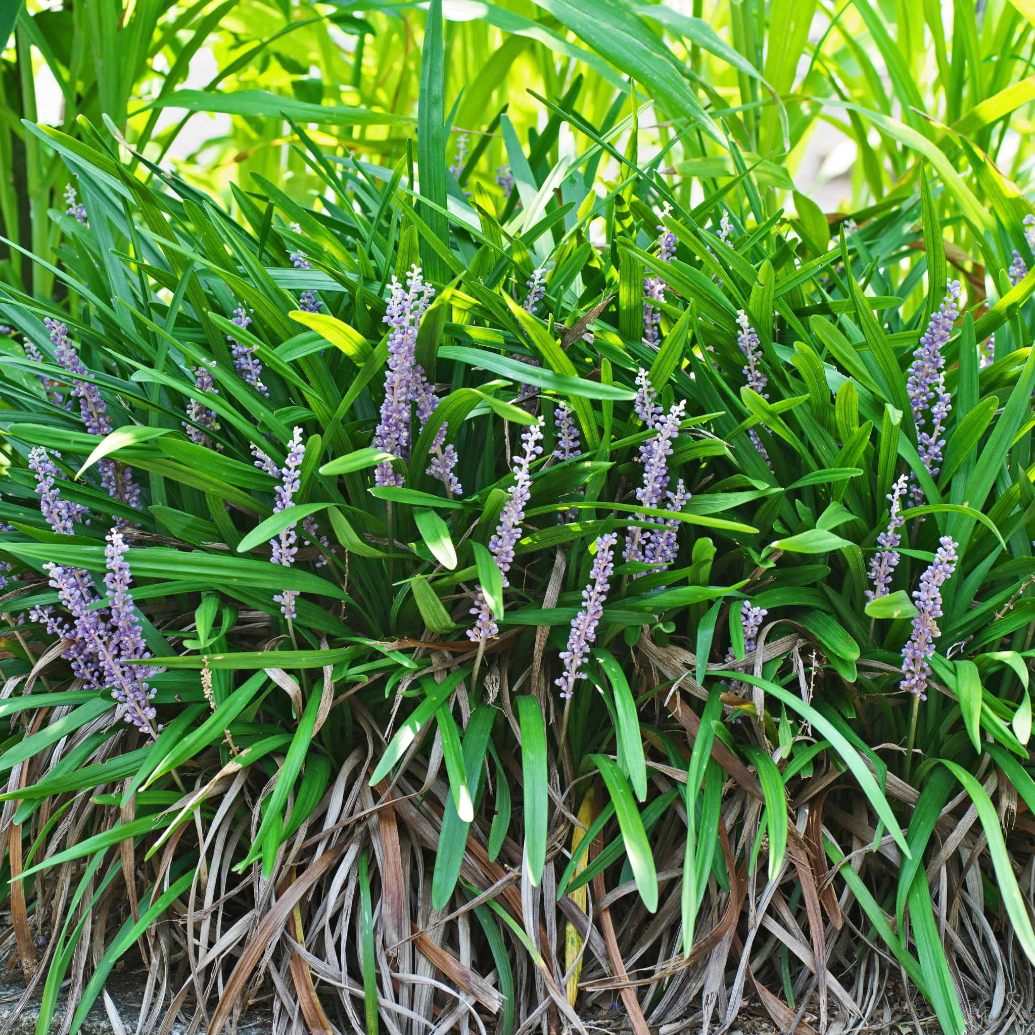 Lillyturf Royal Purple - Liriope muscari Royal Purple