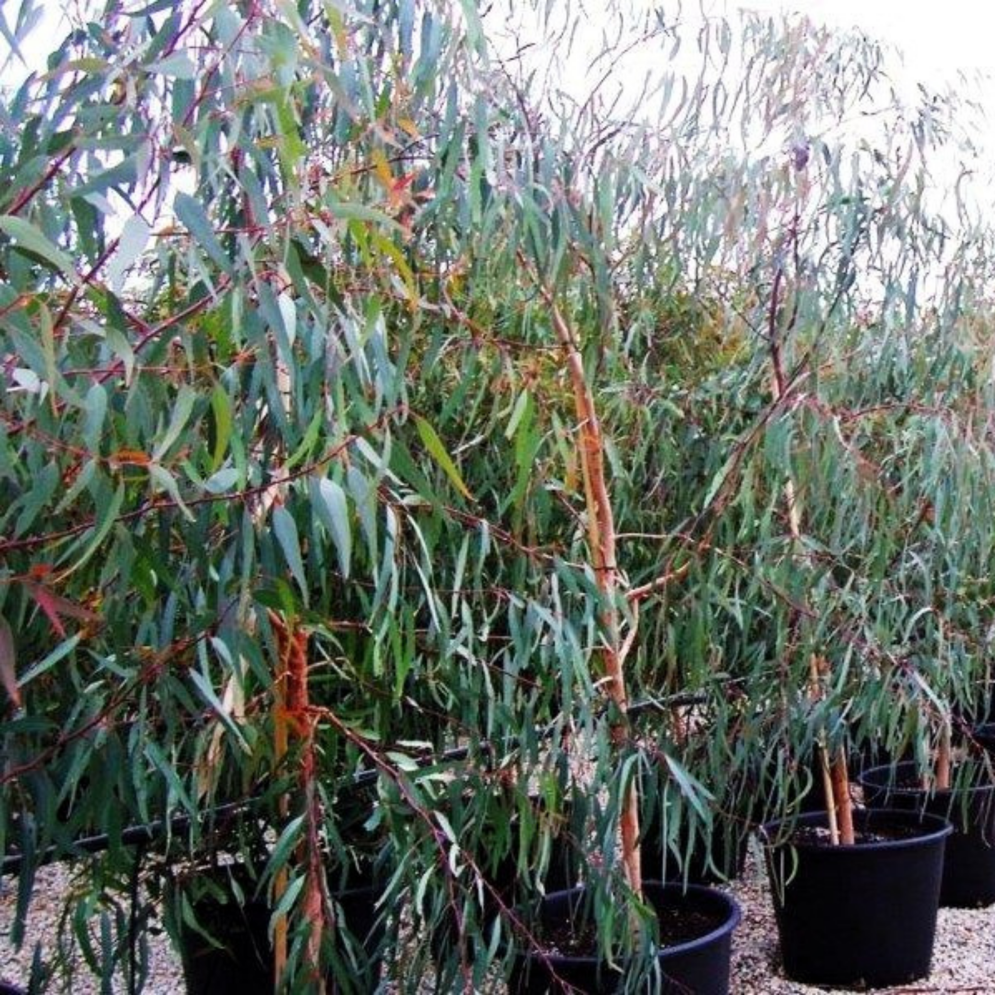 Red River Gum - Eucalyptus camaldulensis