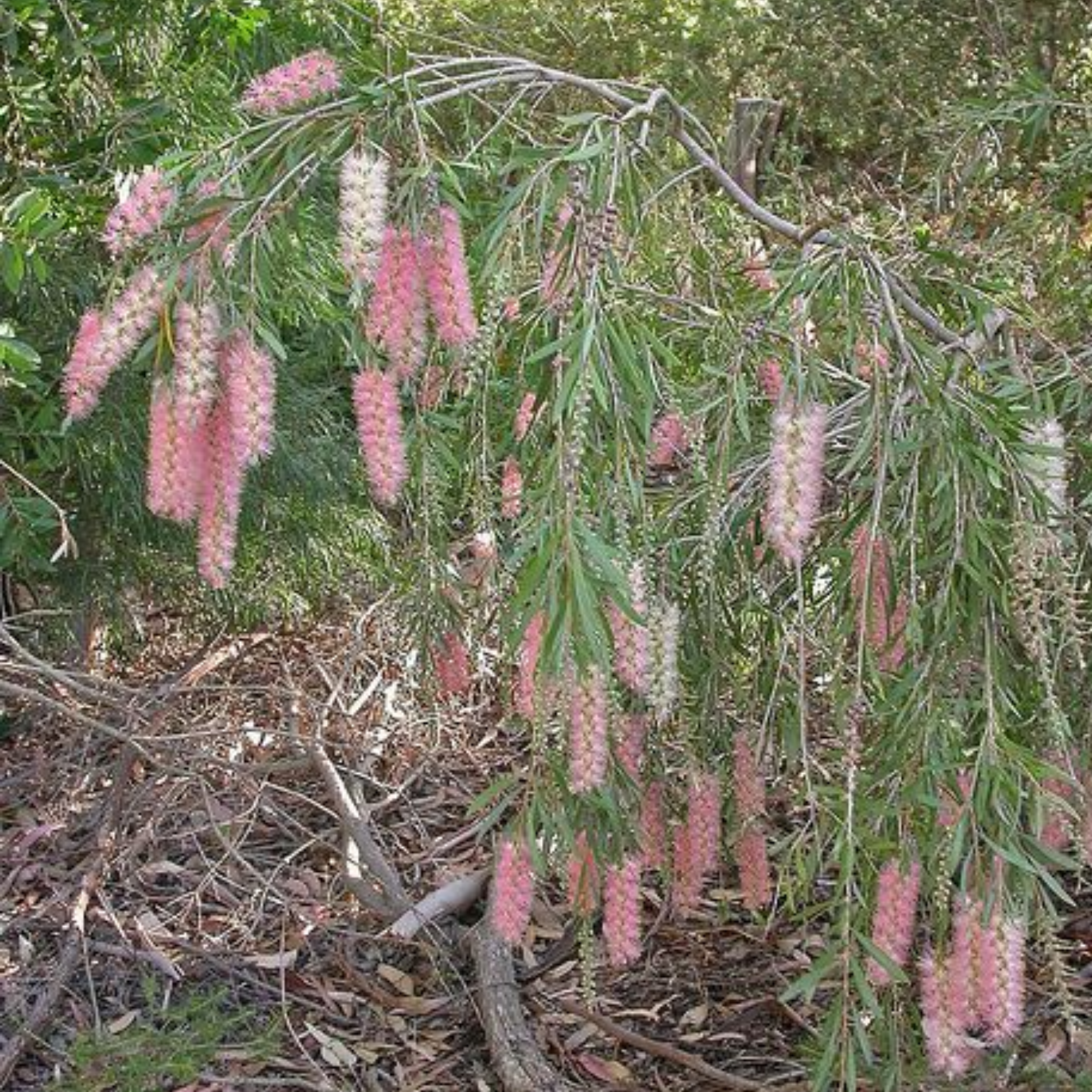 Pink Bottlebrush - Callistemon hybrida 'Injune'