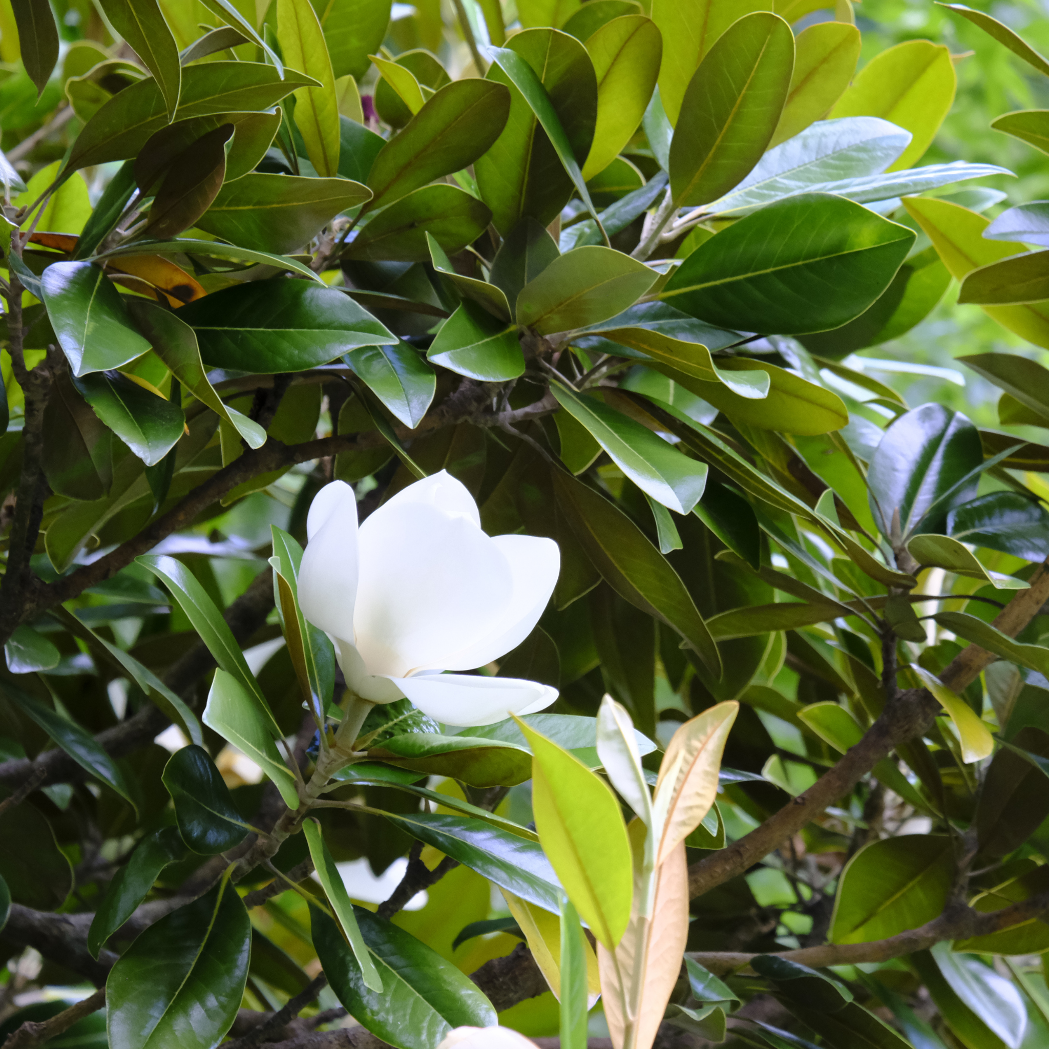 Magnolia Greenback - Magnolia grandiflora Greenback
