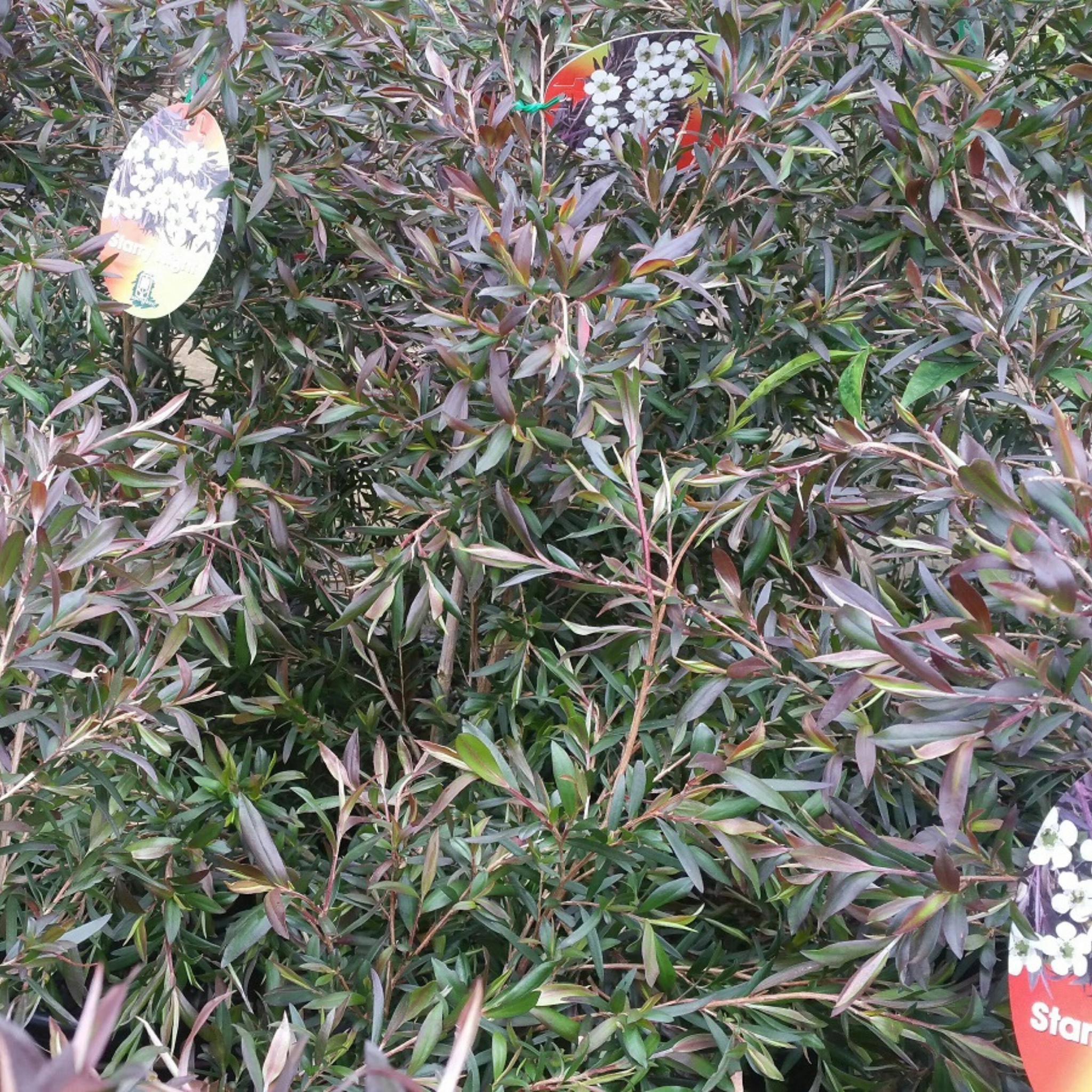 Tea Tree Starry Night - Leptospermum obovatum Starry Night