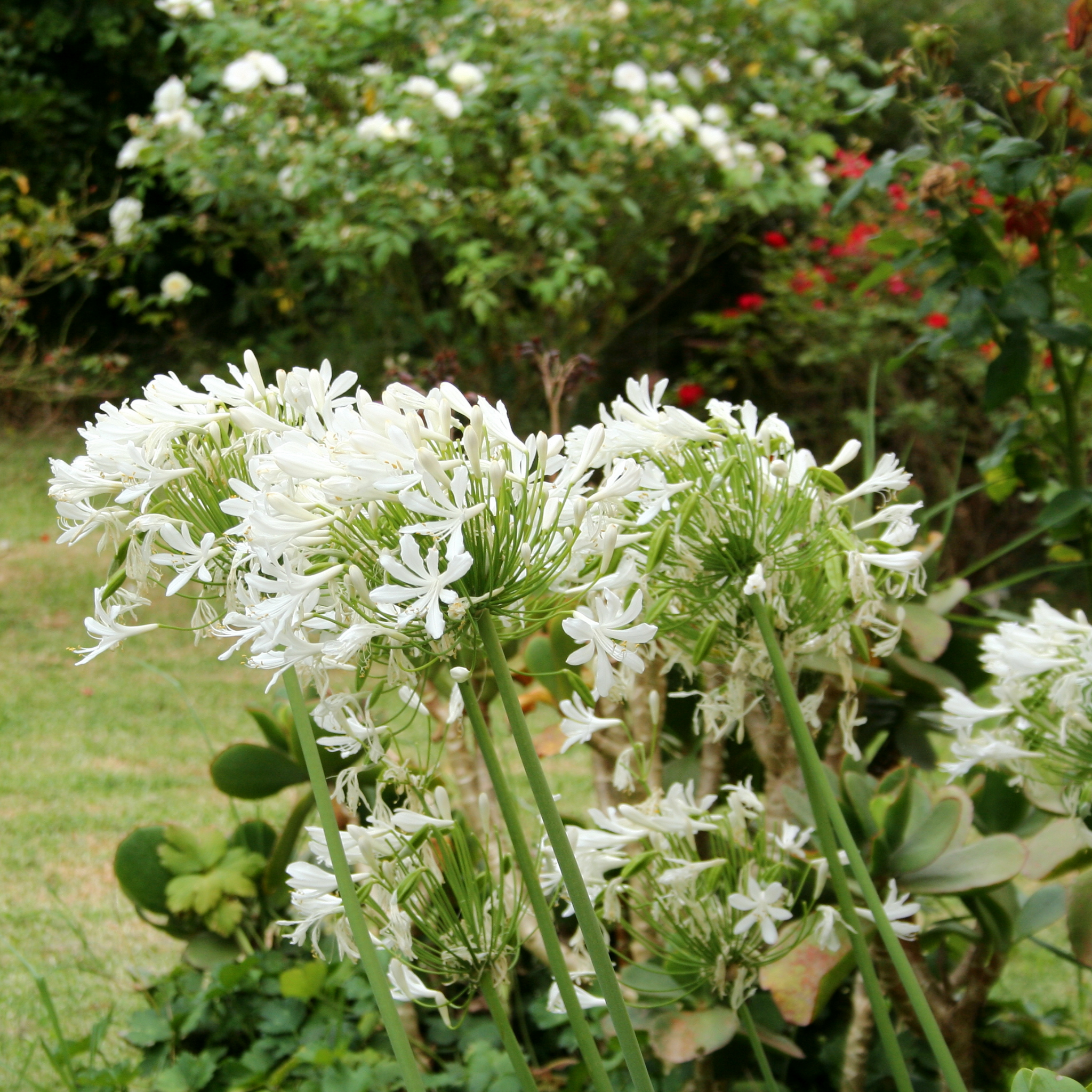 White Agapanthus - Lily of the Nile, African Lily
