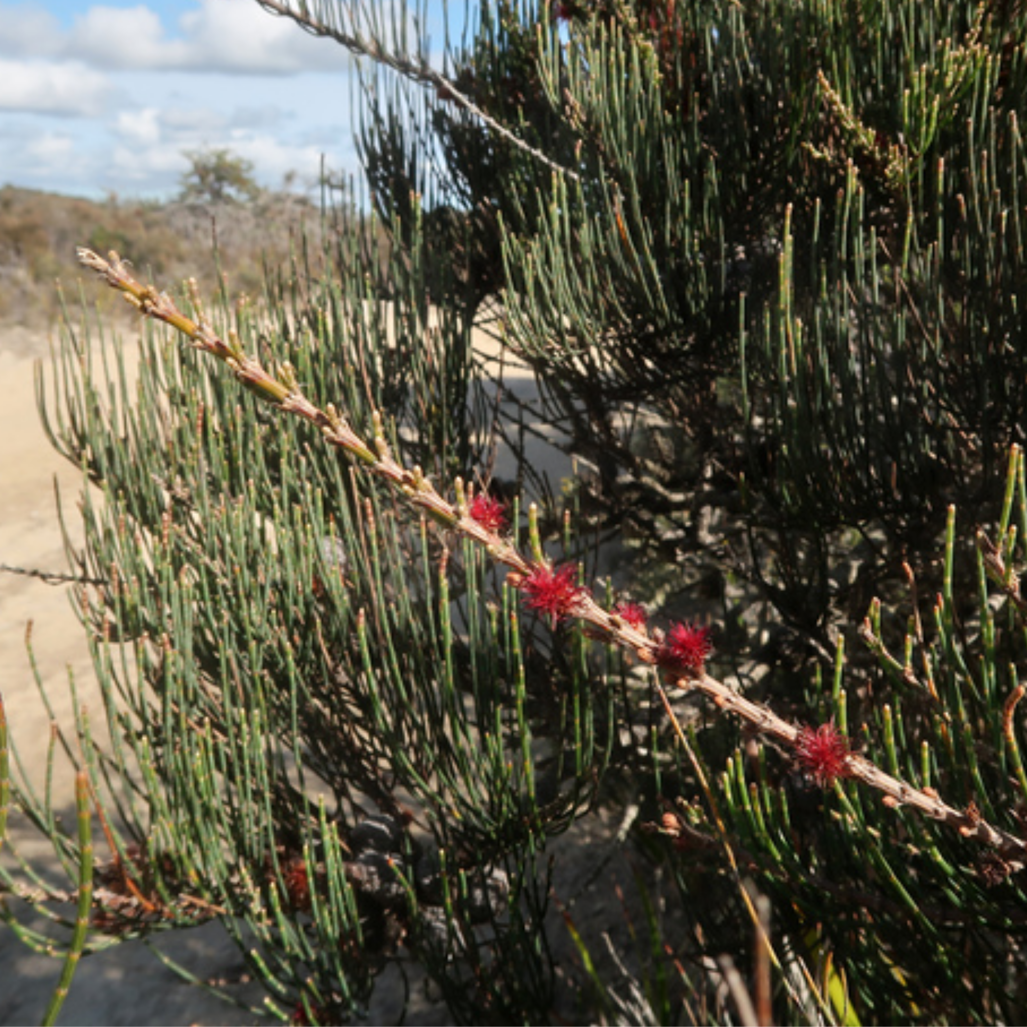 Necklace Sheoak Red Fox - Allocasuarina monilifera 'Red Fox'