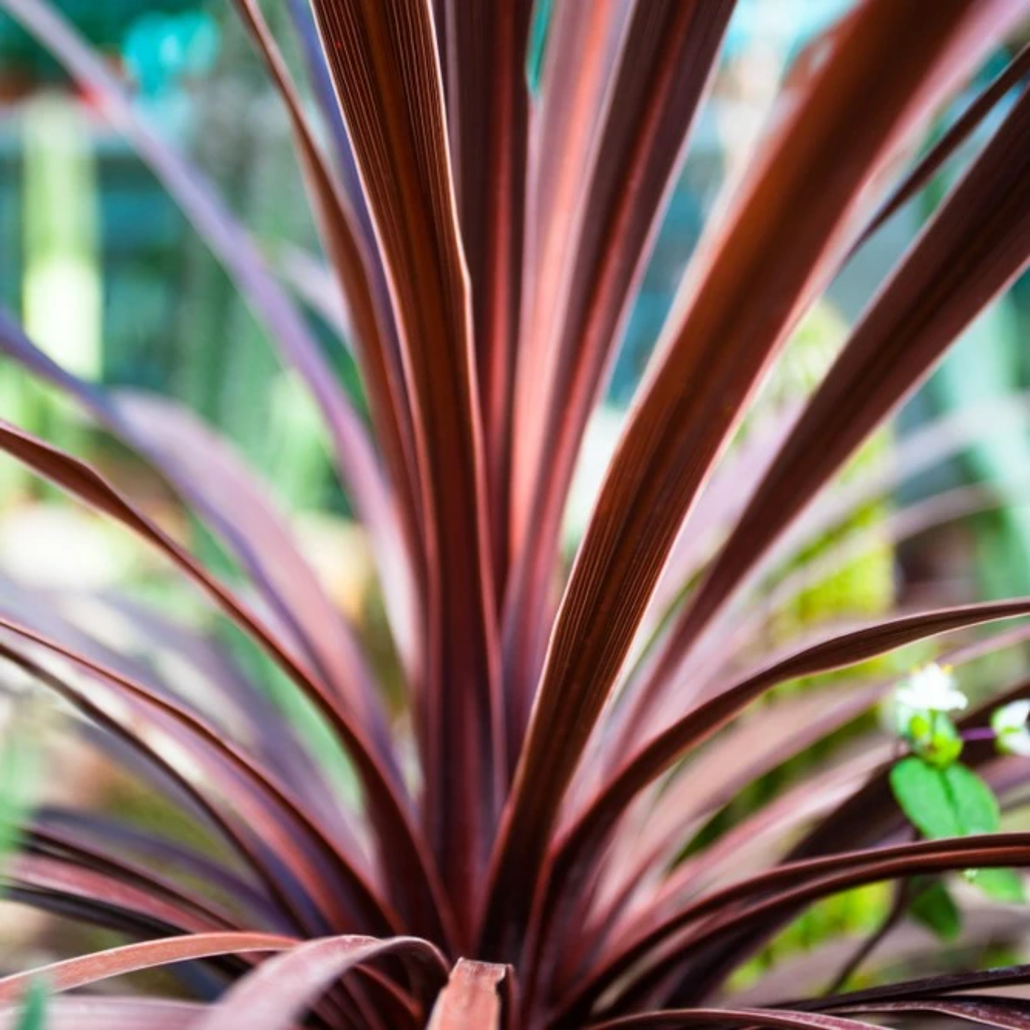 Close-up of a plant with purple and green leaves