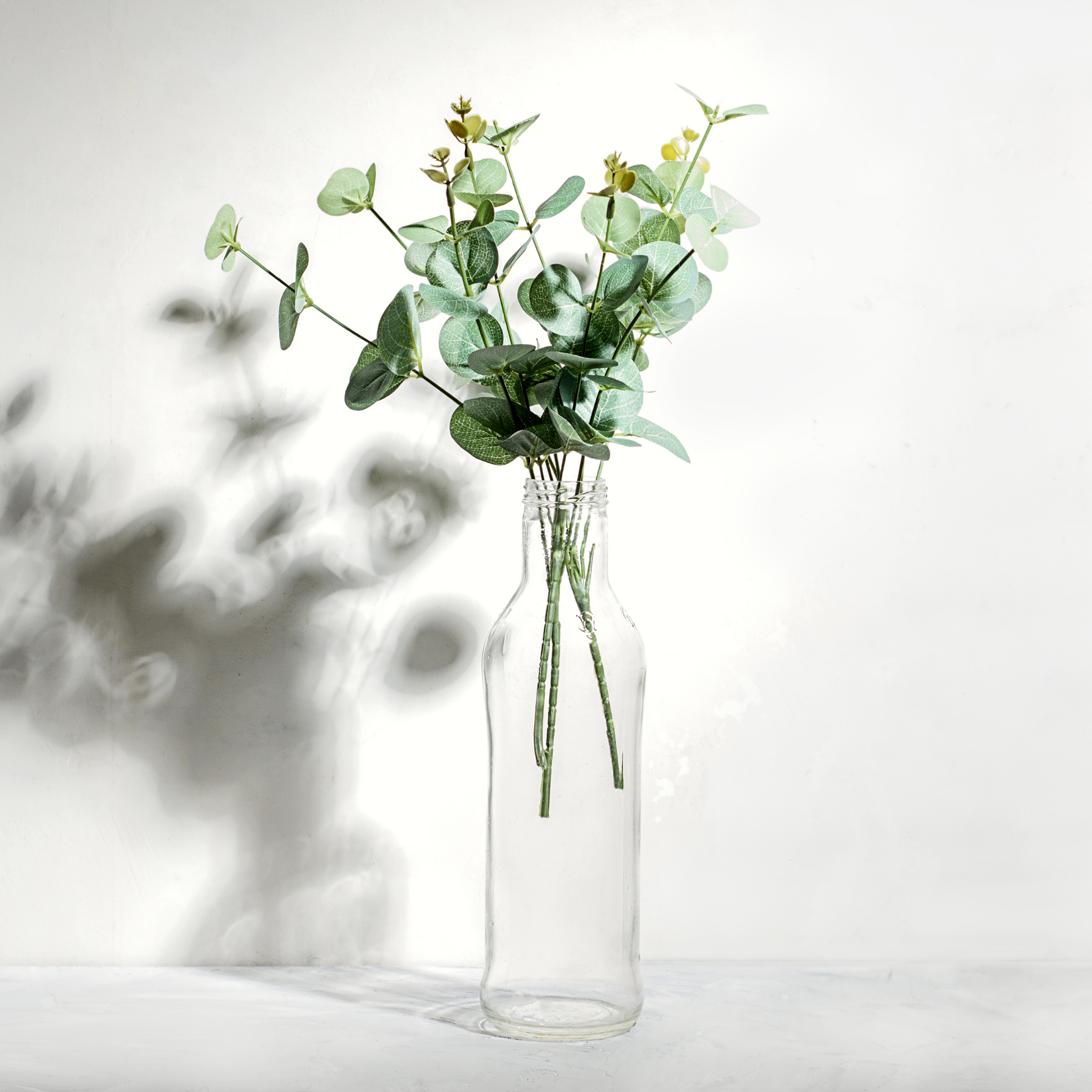 Silver Dollar Tree - Eucalyptus cinerea