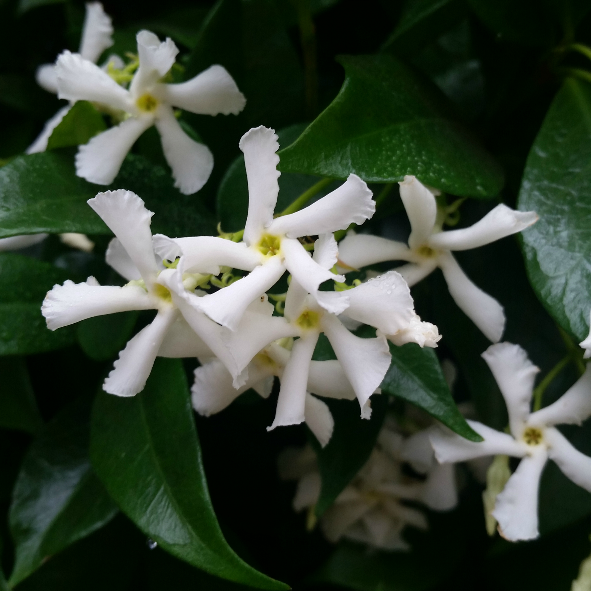 Chinese Star Jasmine - Trachelospermum jasminoides Jessamine
