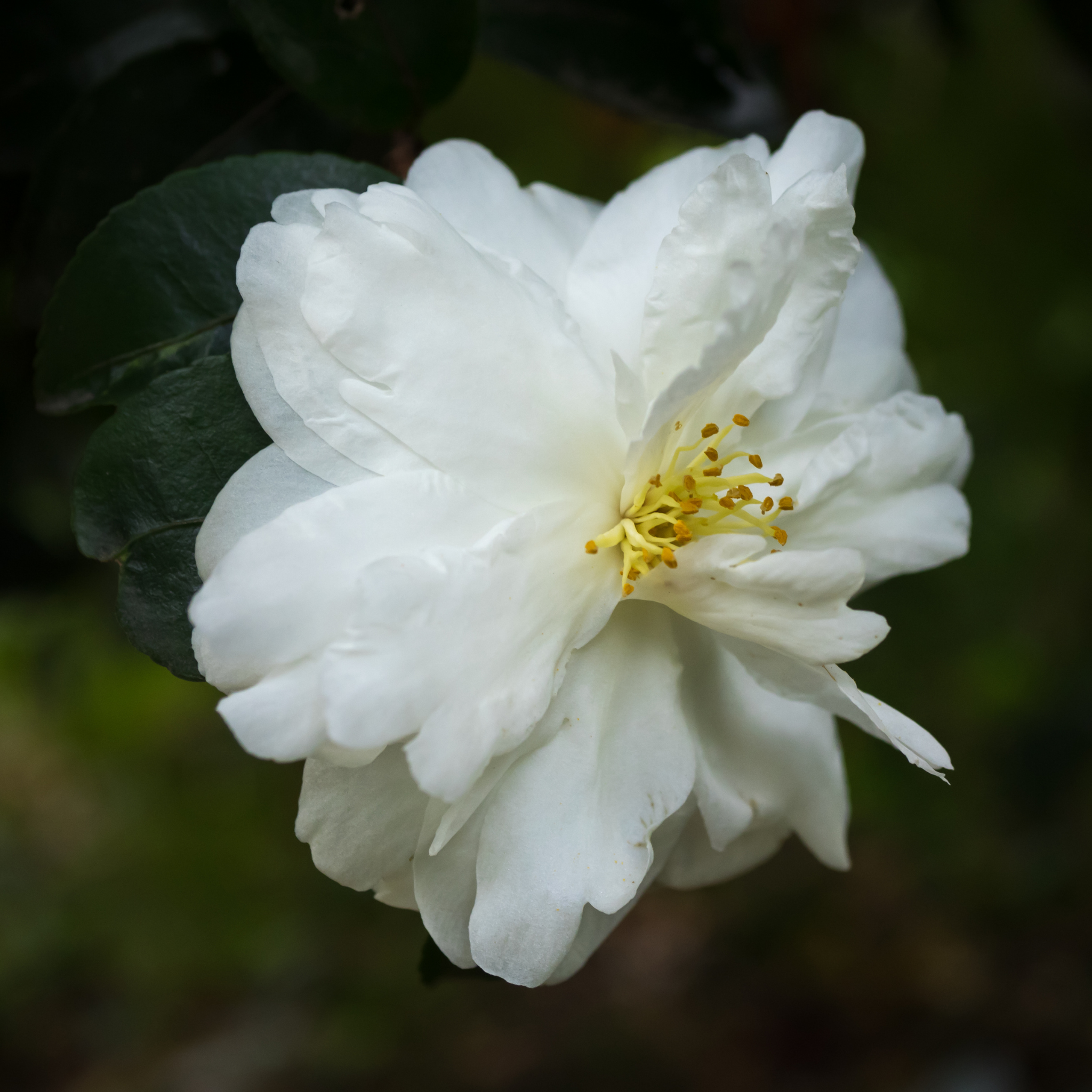 Camellia Pure Silk - Camellia sasanqua 'Pure Silk'