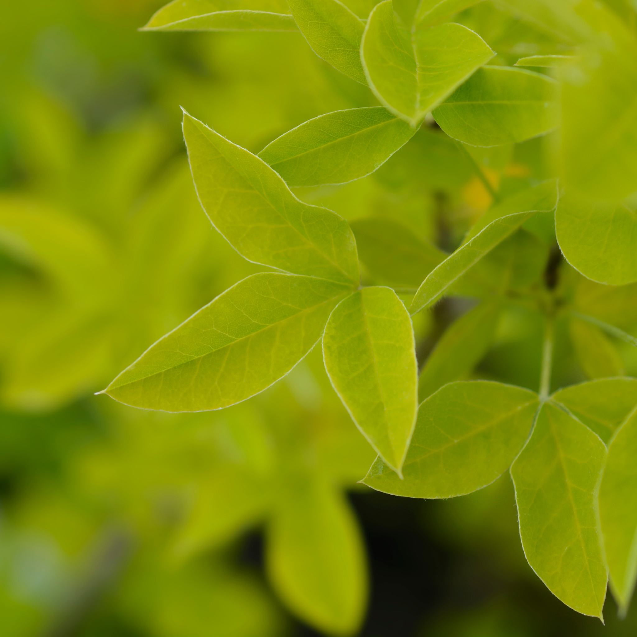 Close-up of green leaves with a blurred green background