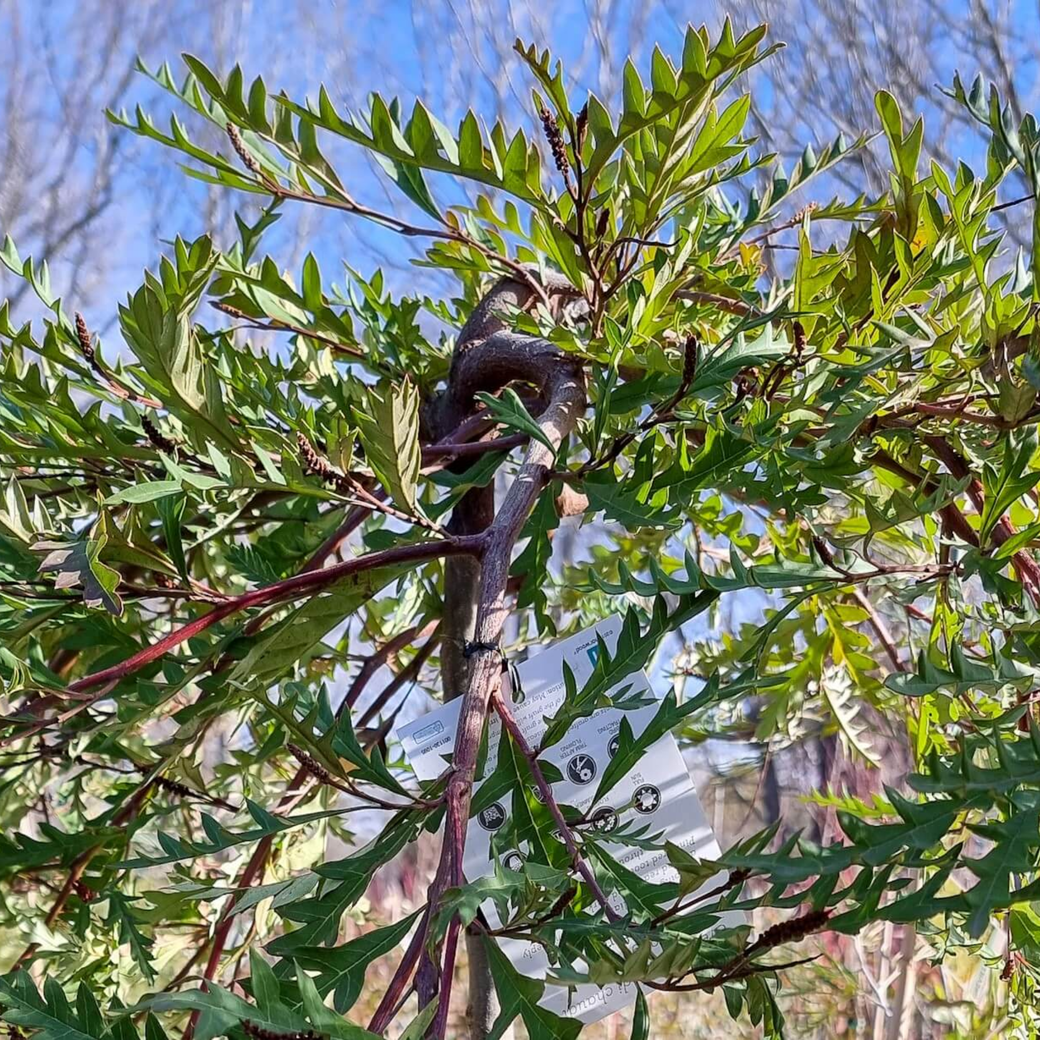 Toothbrush Plant - Grevillea acanthifolia Gaudichaudii
