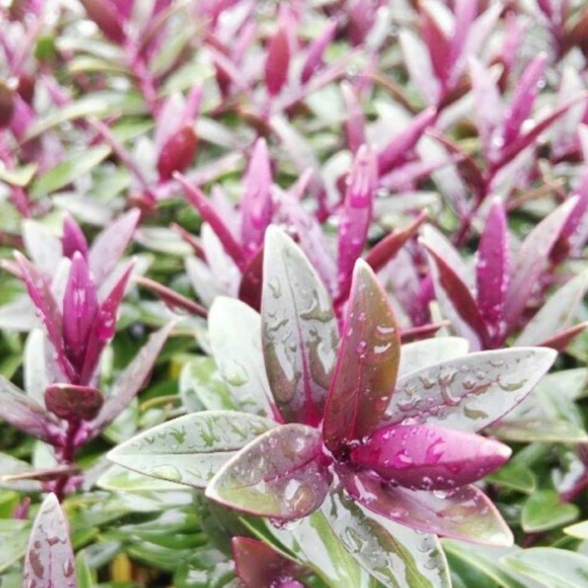 Hebe hybrida Pretty N Pink