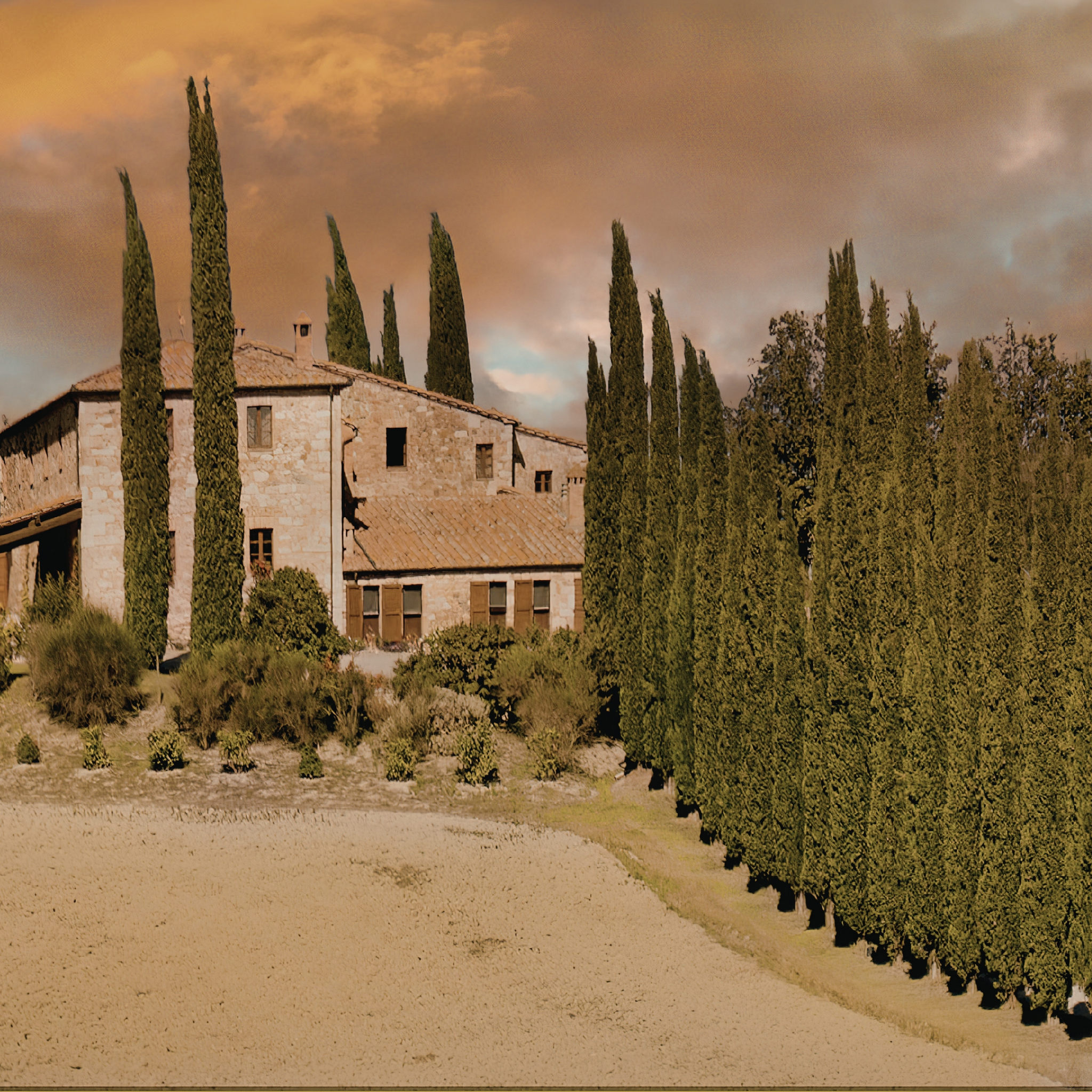 Glauca Pencil Pine - Italian Cypress Cupressus sempervirens